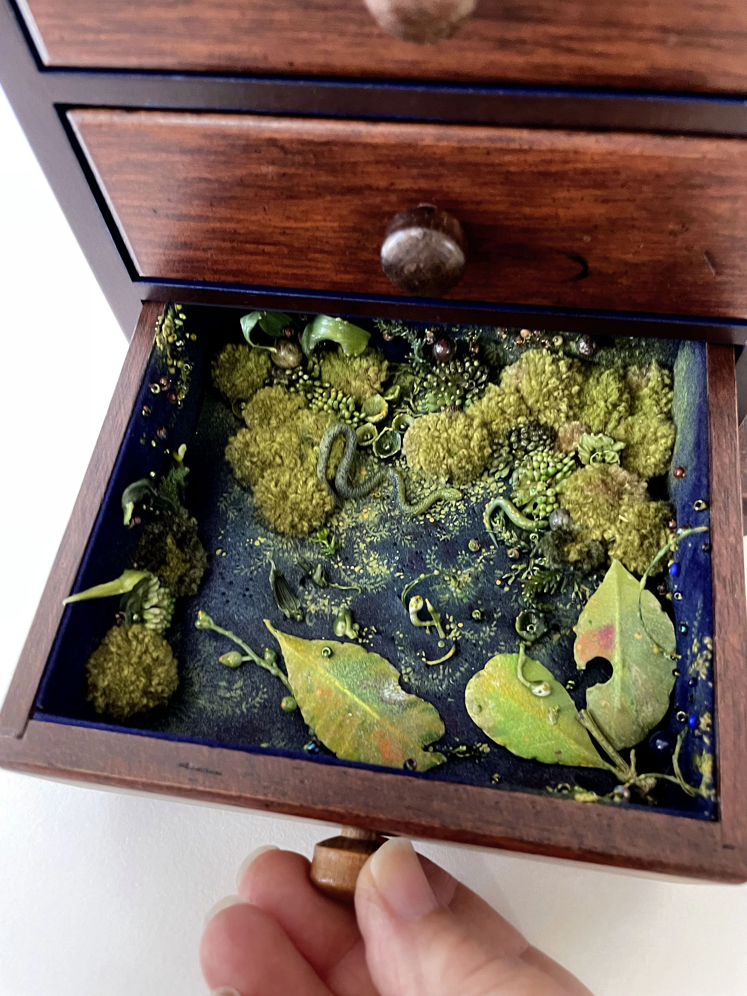 Passerina Femella drawer
