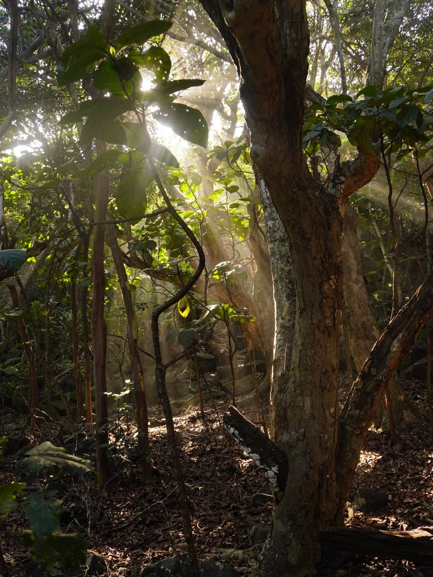 Some slow moments from our trip to Kauai to visit family. Things run at a different speed there. Took me a few days to meet it. The best way I can get there is lava rock hopping. To do it safely you have to focus ~ on balance, what stone you&rsquo;ll