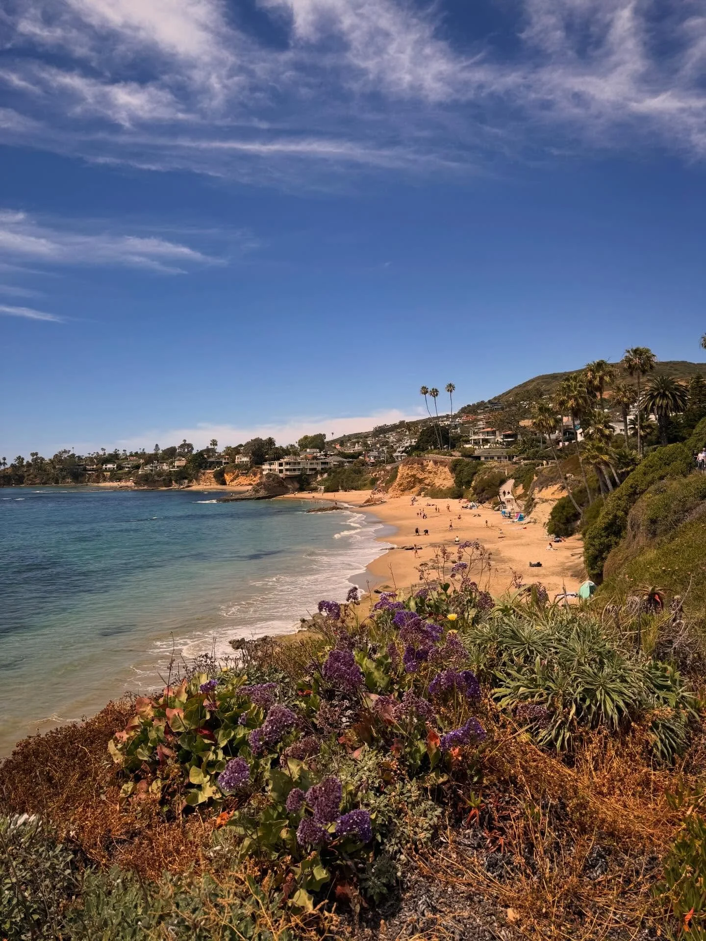From Venice to La Jolla and everywhere in between. Angeles national forest to torrey pines, all of it was in full bloom.
lush. vibrant, and wildly alive.

This trip felt like a reminder that presence is the practice. The ocean. The trees. The landsca