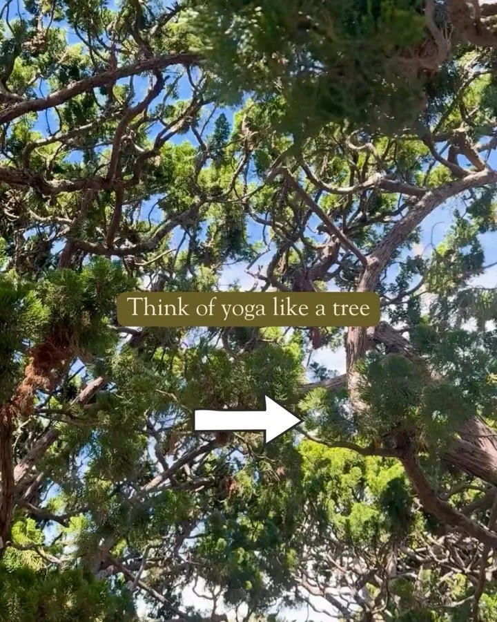 most people think yoga is just movement.
but movement is only one branch of a much larger practice.
yoga, at its core, is a system of self-understanding&mdash; how you breathe, how you pay attention, how you respond, how you relate to yourself and th