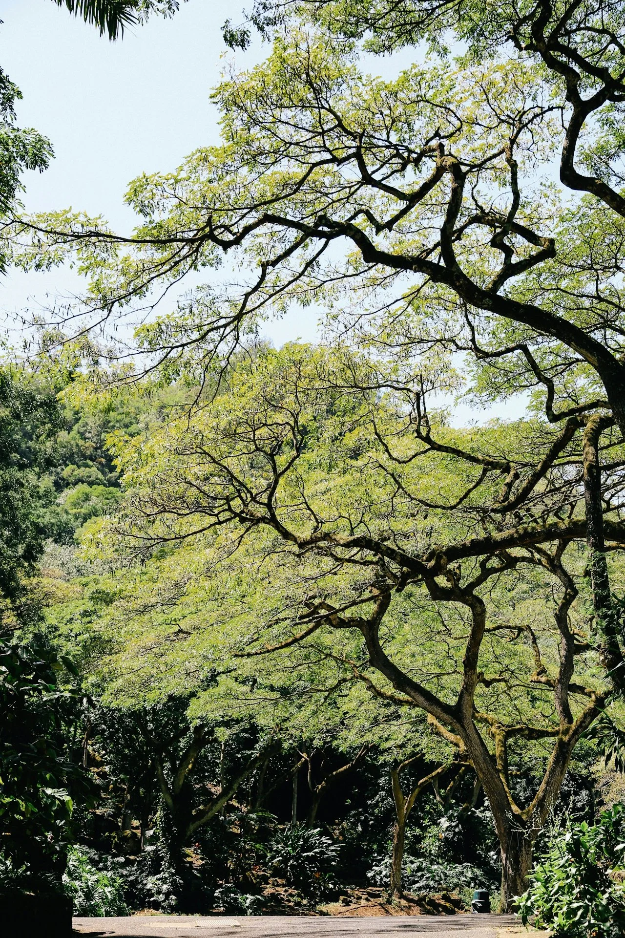 Tall trees with thin, twisting branches and light green leaves in a lush, green park or forest, under a clear blue sky.