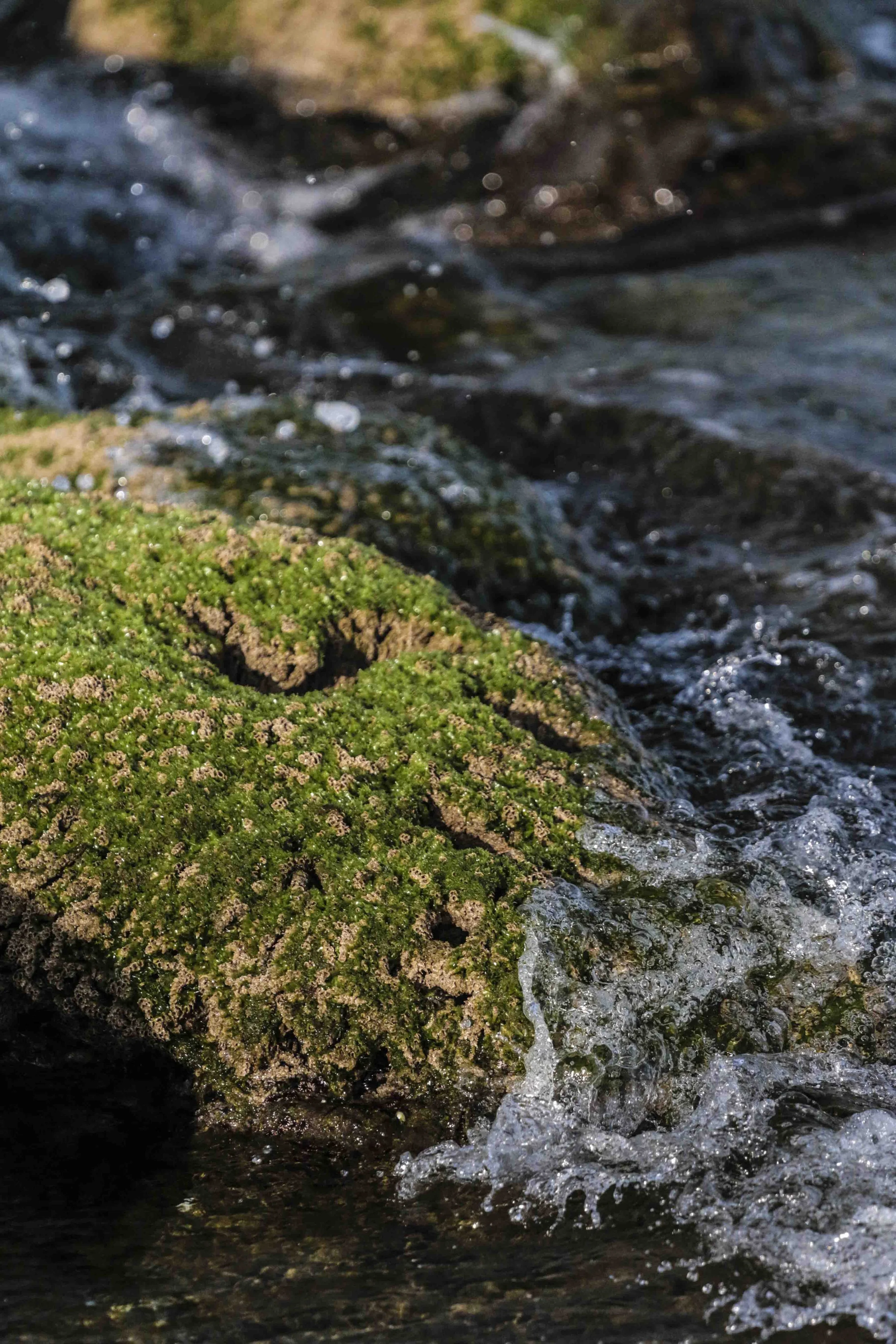 abstract green rock-0271.jpg