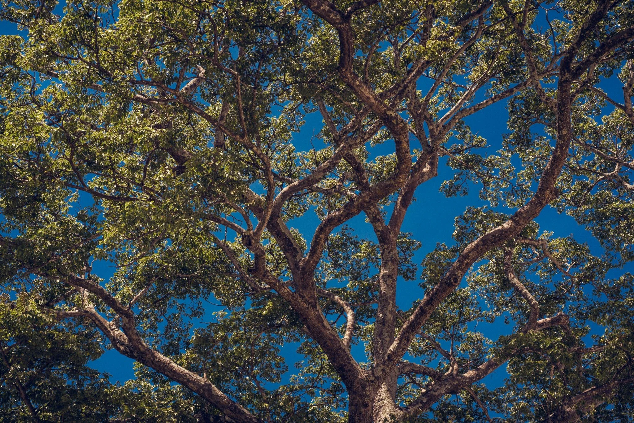 Naturaleza / Escenografía 