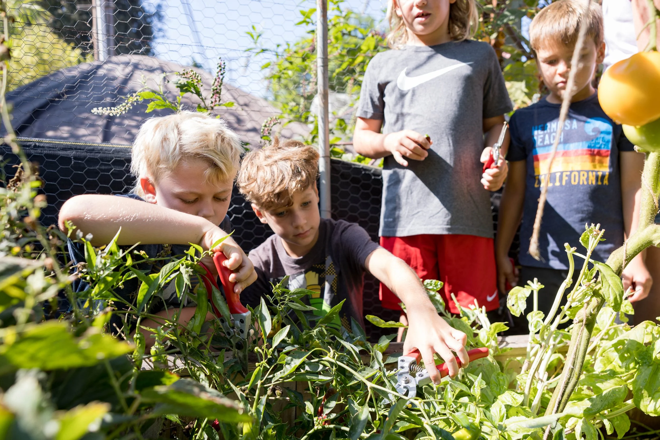 Children working together in a garden, trimming plants with small pruning shears, surrounded by lush green vegetation on a sunny day.
