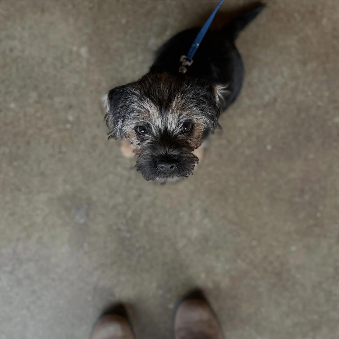 Huck thinks 2026 isn&rsquo;t so bad.. he hasn&rsquo;t experienced much before it though! For our January dog of the month I included toes for scale. He may be small, but he&rsquo;s ready to take on the year! #dogsofinstagram #dogofthemonth #januarydo