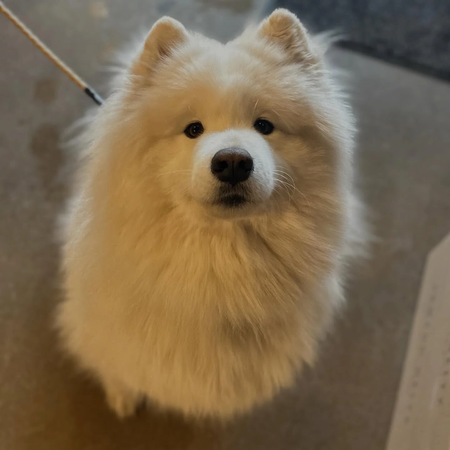 Forecast called for clouds, so Juno showed up!  #marchdogofthemonth #inglewoof #dogsofinstagram #ininglewoodyyc #cloudywithachanceofsunshine