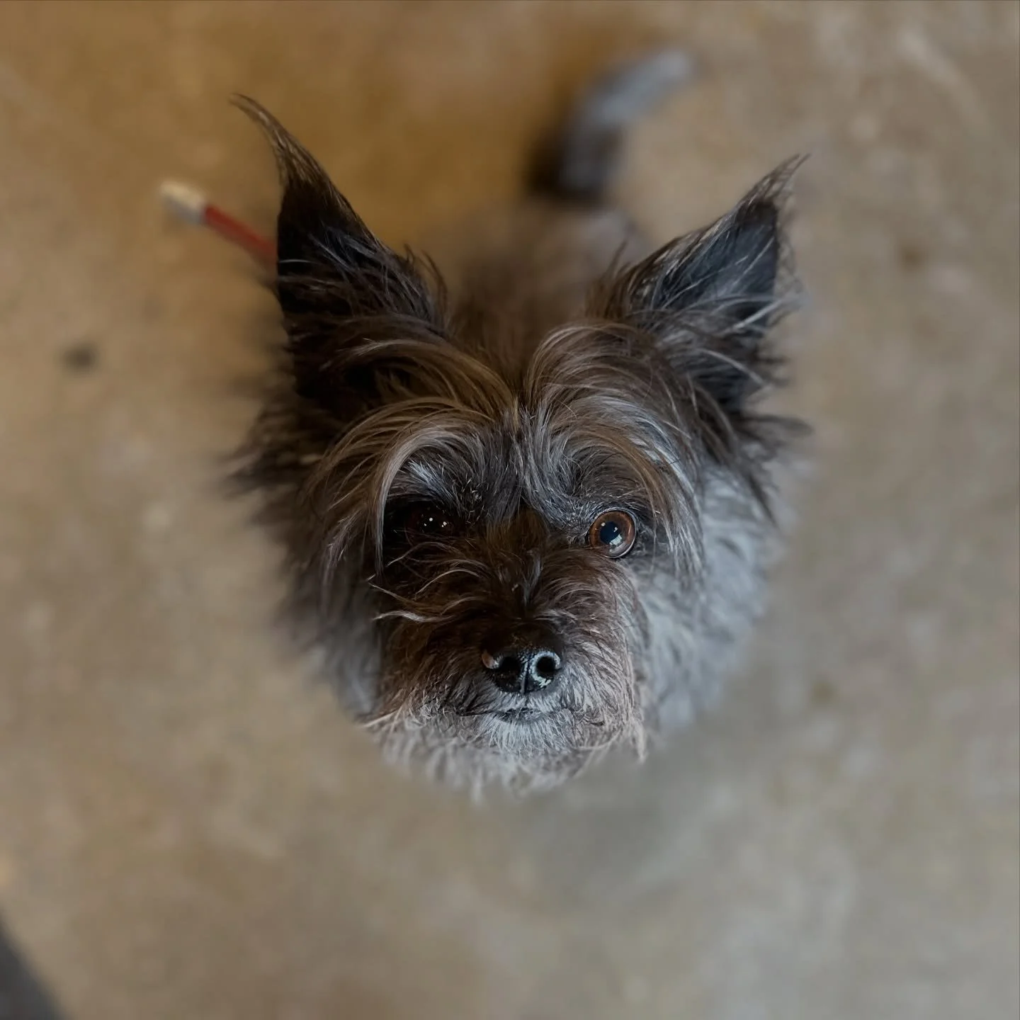 Noctis looks at treats the way I look at this weather 😍☀️🍻 #aprildogofthemonth #inglewoof #dogsofinstagram #springhassprung