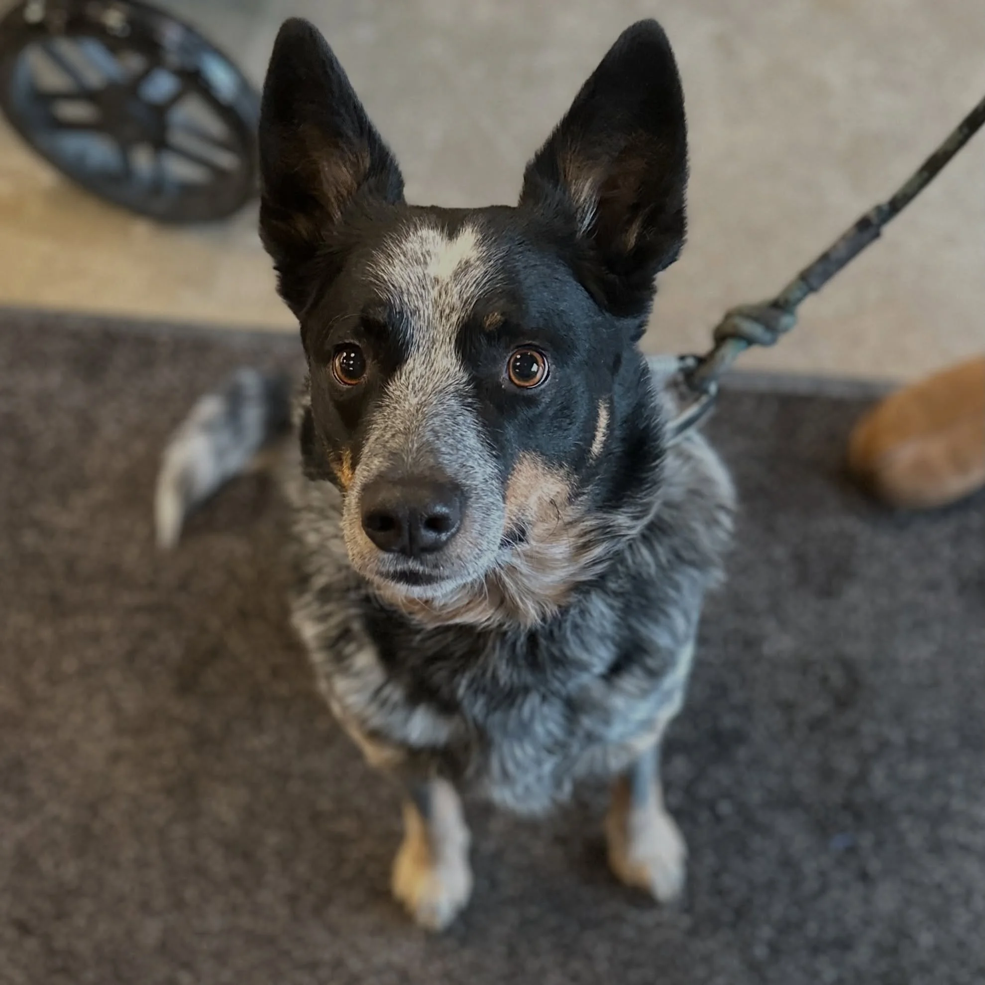 Our dog of the month, Kato is looking on the bright side of the forecast.. more rain is good for the flowers 🥰🌻 #dogofthemonth #maydogofthemonth #dogsofinstagram #dogsinshops