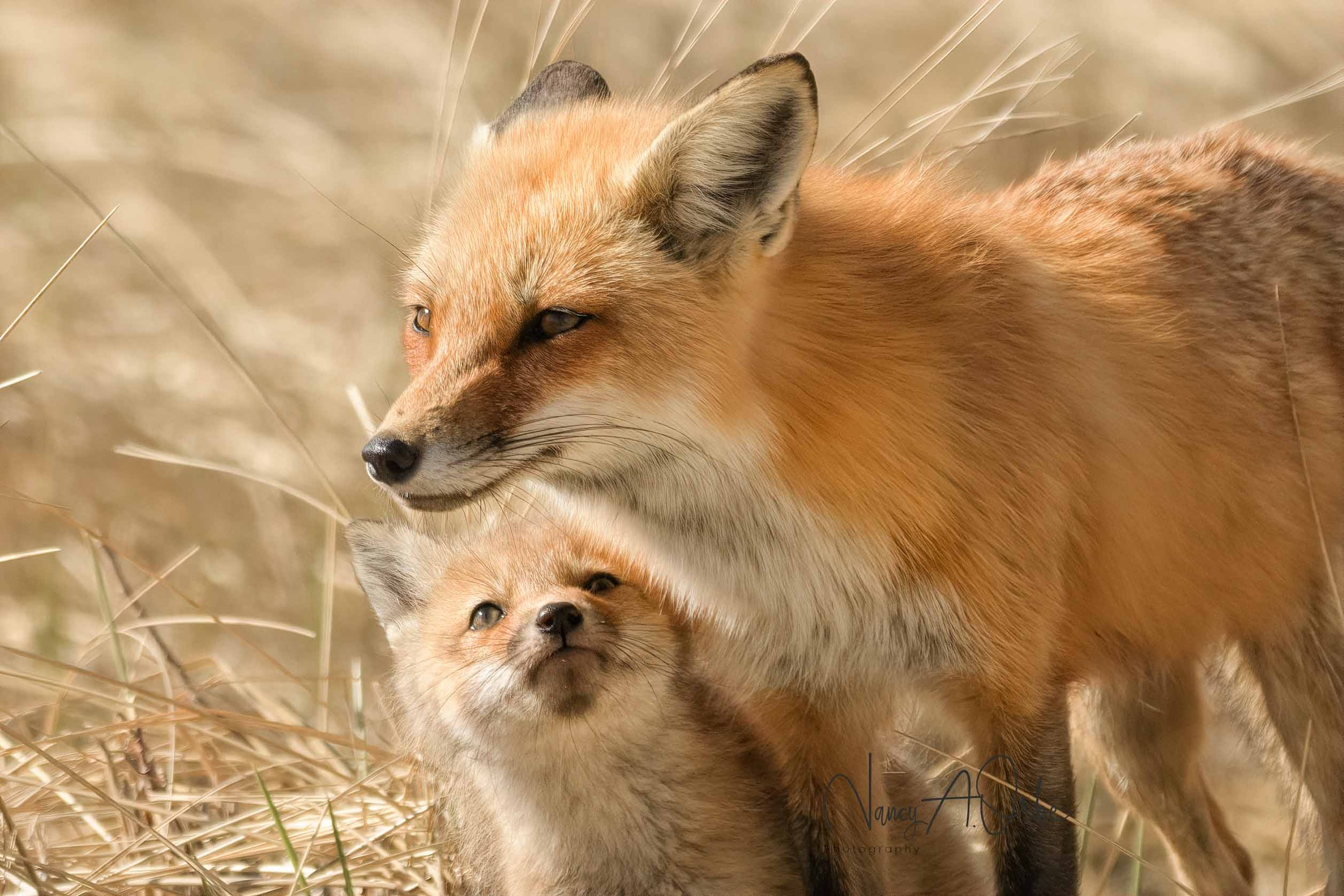 Admiration