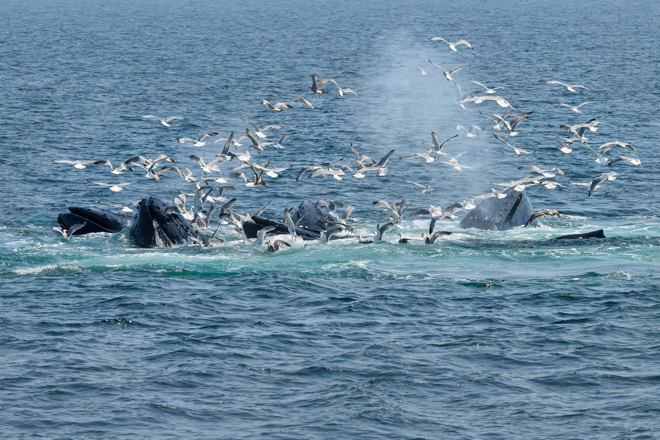 Bubble Net Feeding