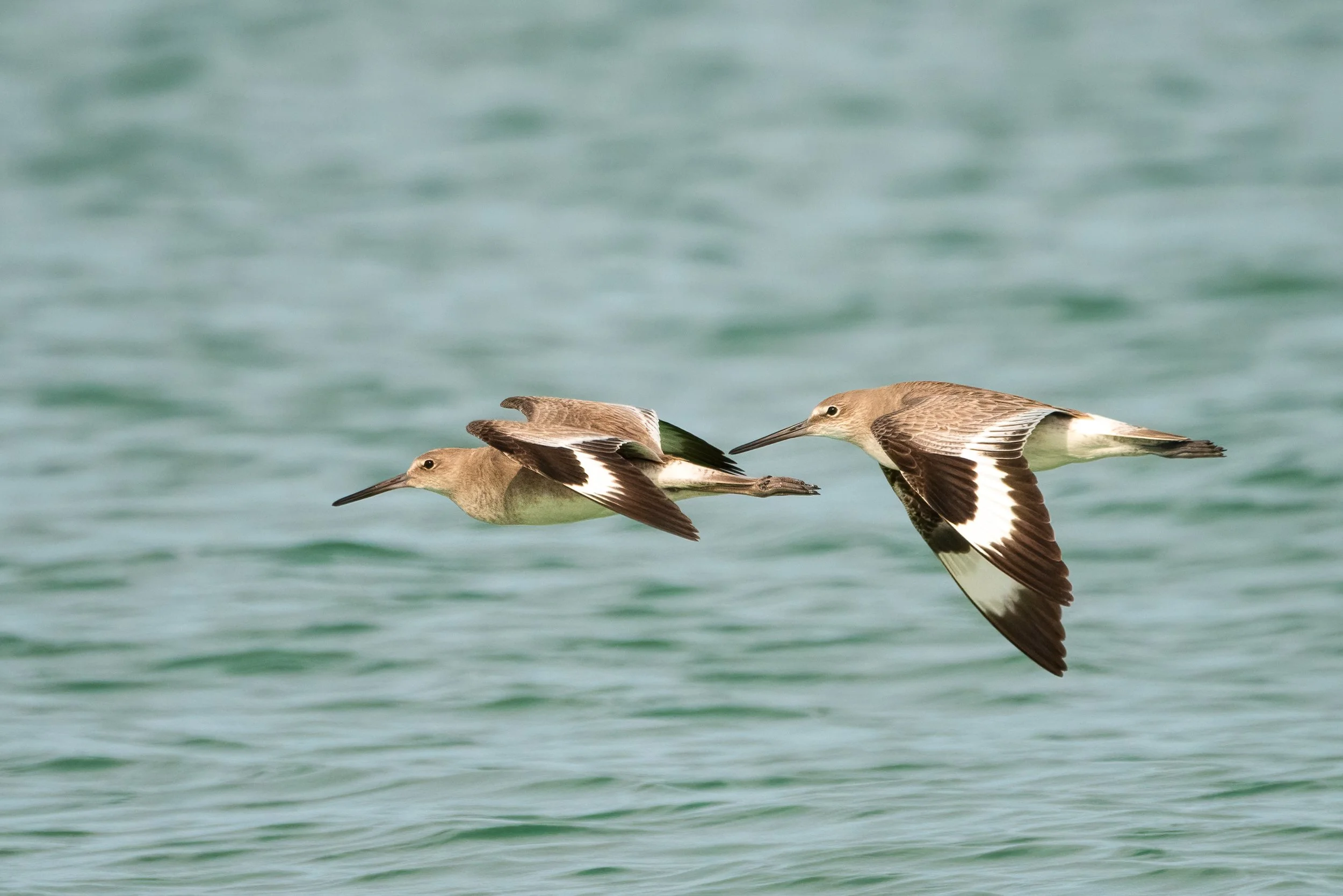 Willet Flyby