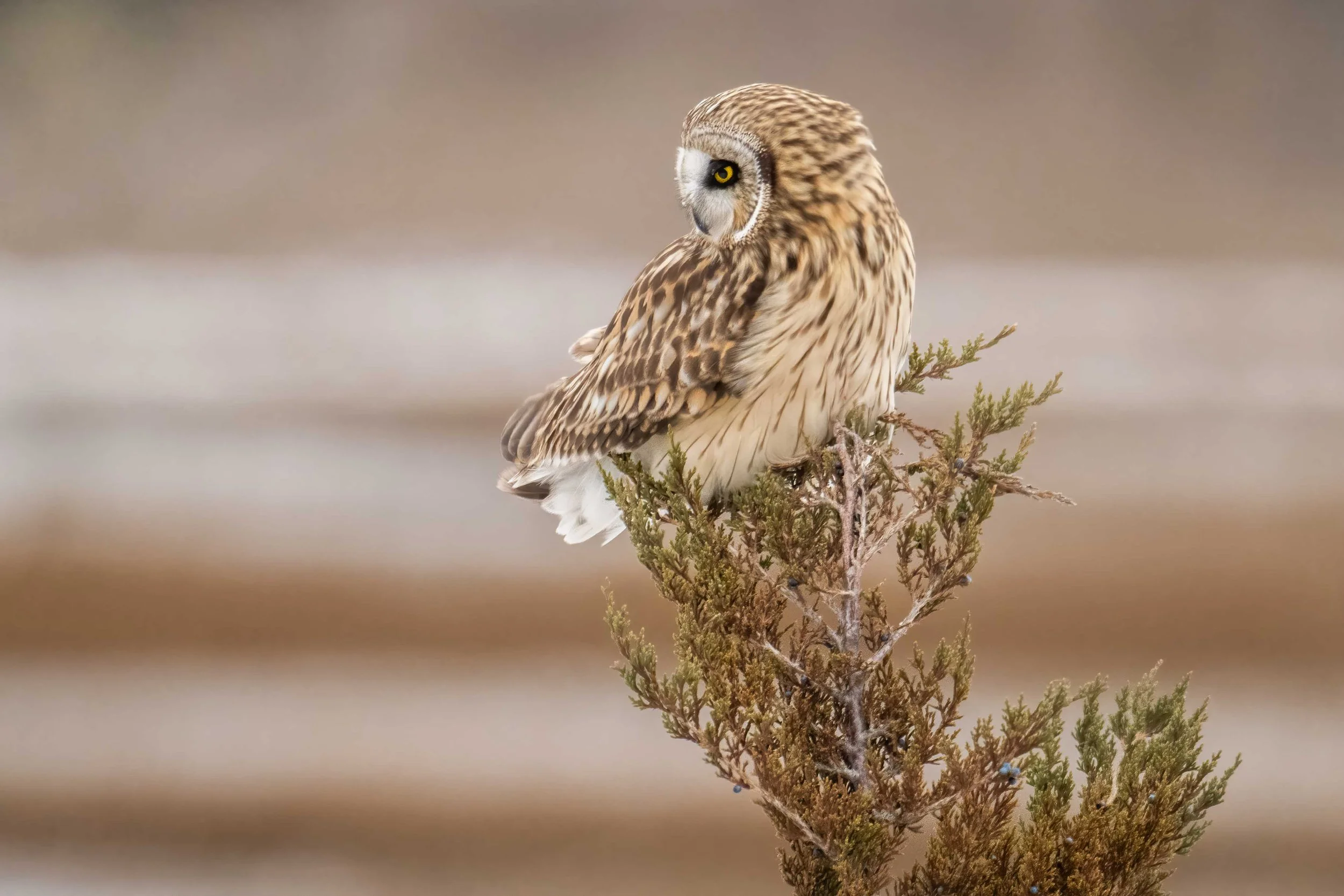 Do I hear dinner ( horizontal )