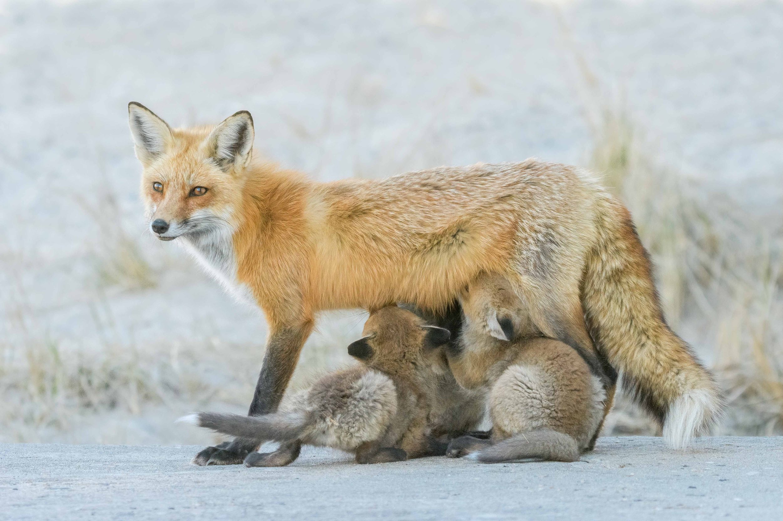 Feeding Time