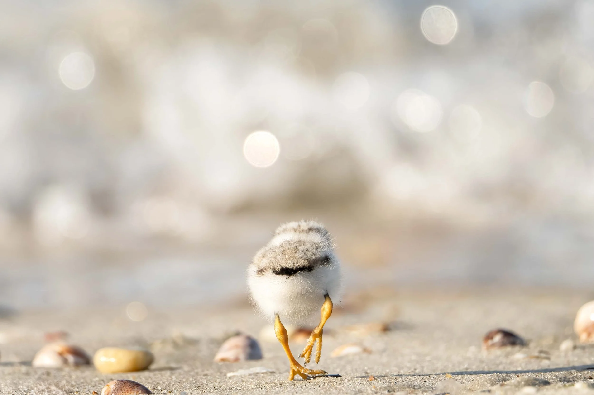 Walking in the Sunshine