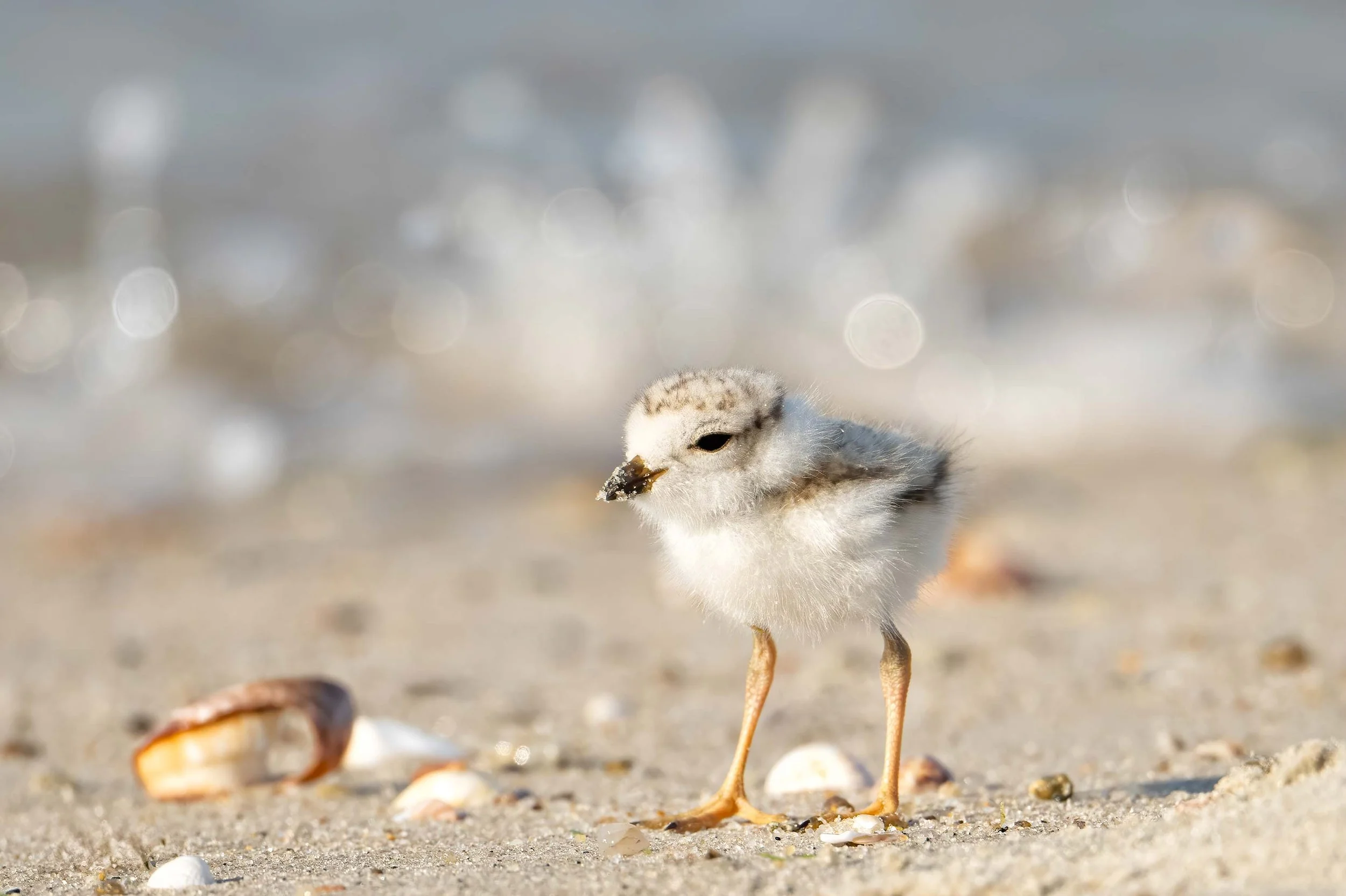 The Prince of the Beach