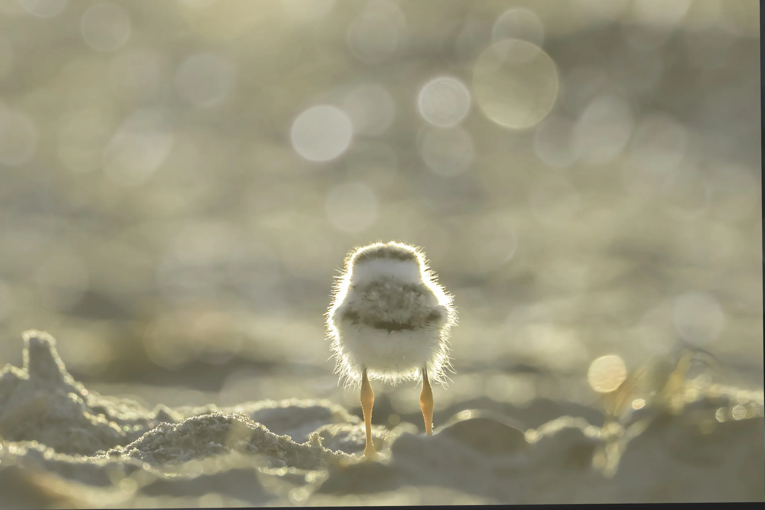 2026 - the Glow of an Angel