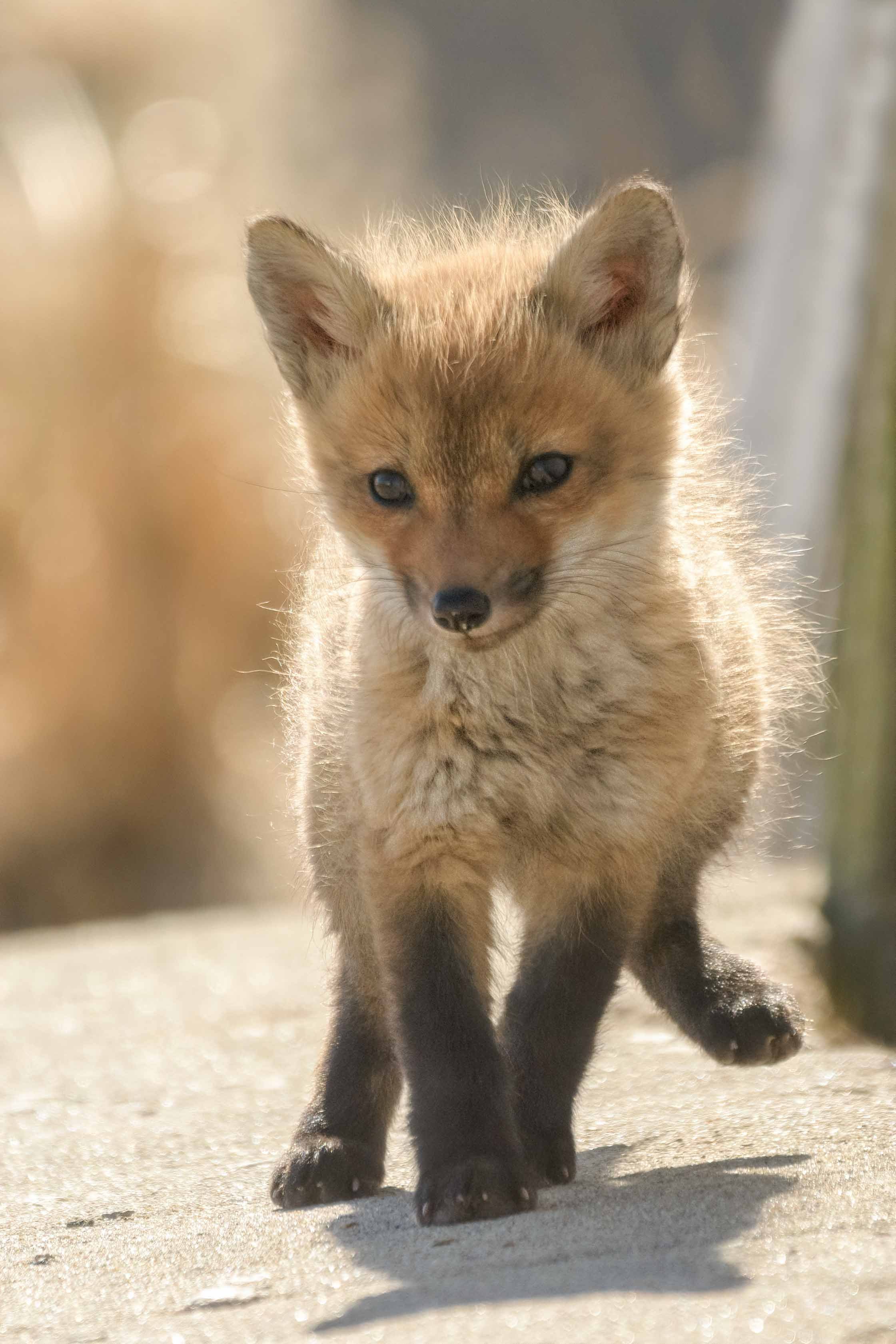 Skipping in the Sunshine