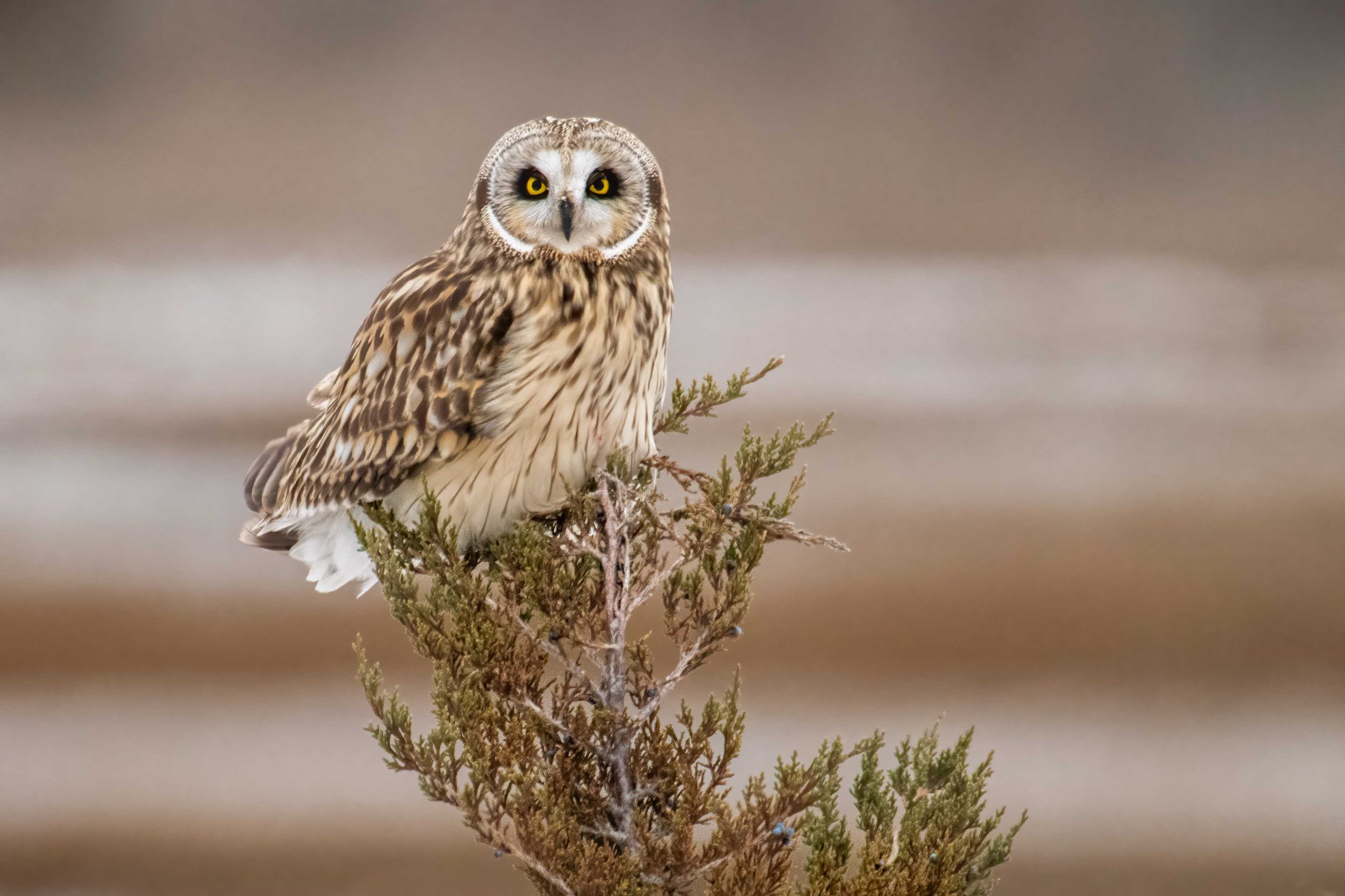 Here's looking at you...