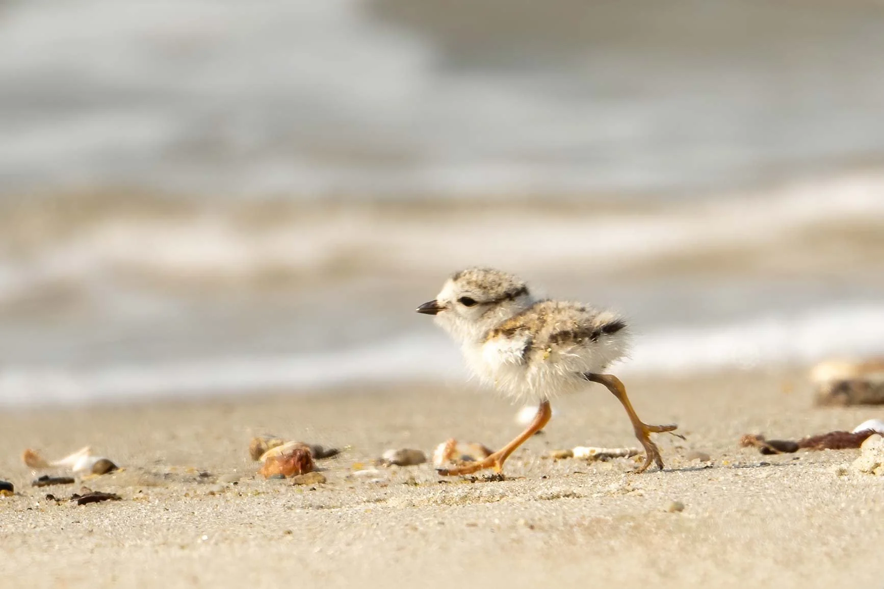 Beach Walk