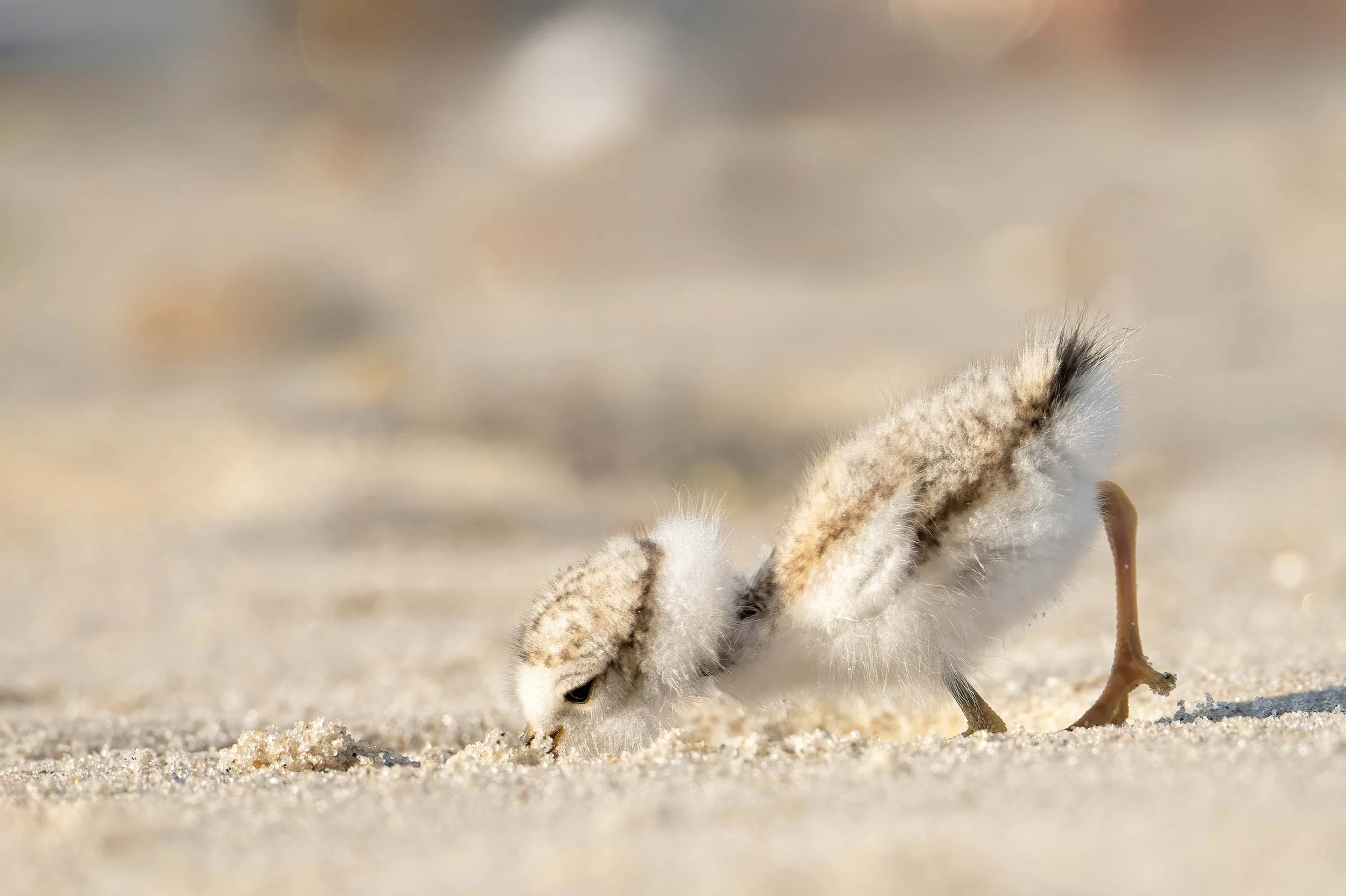Face Plant