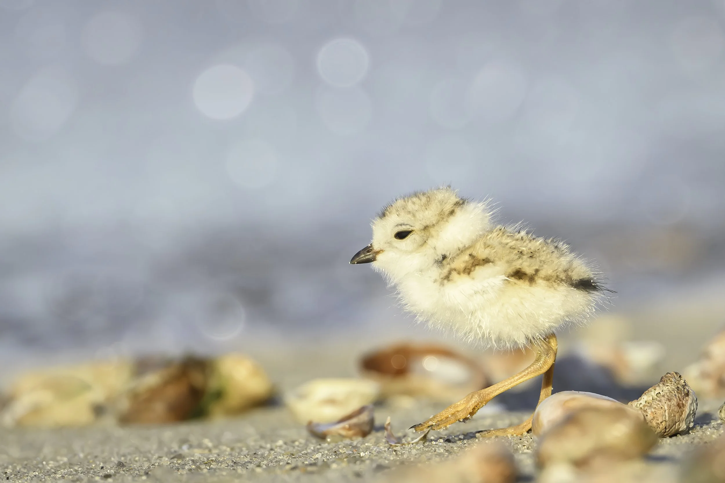 2026 - Beach Hike