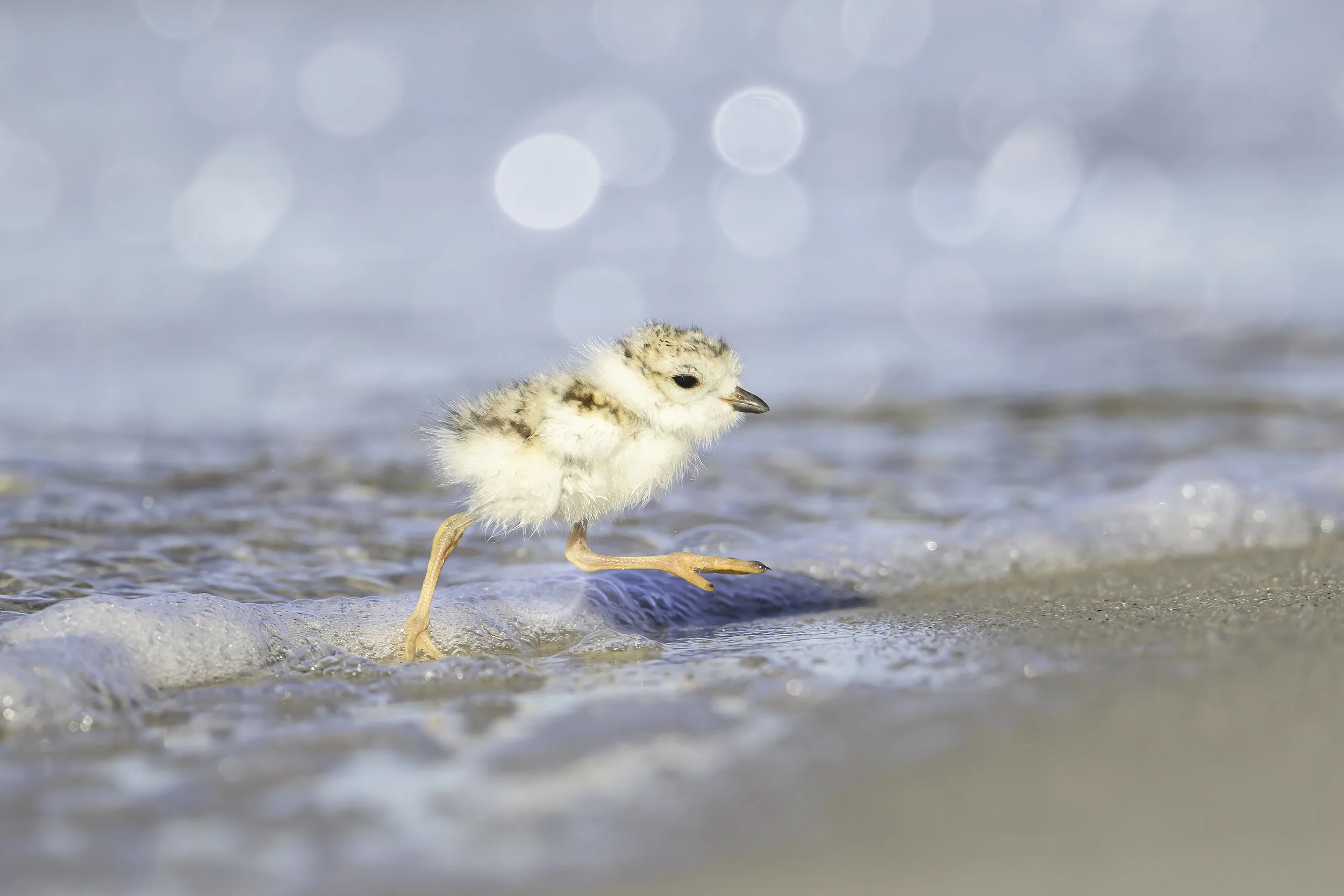 2026 - Playing in the Waves