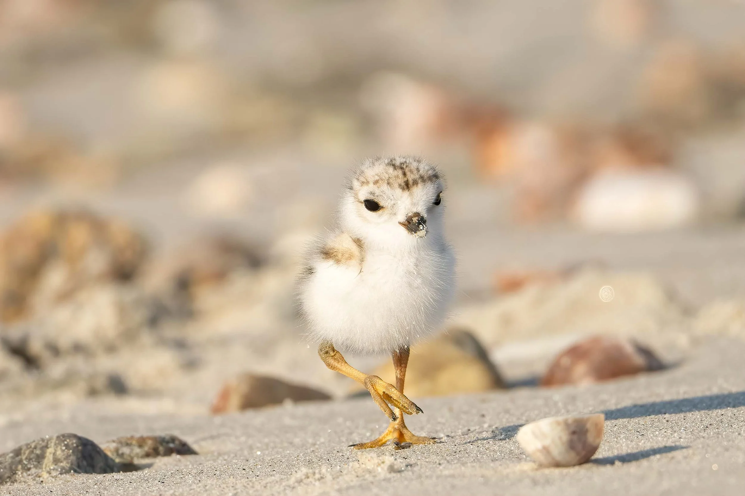 Strike a Pose