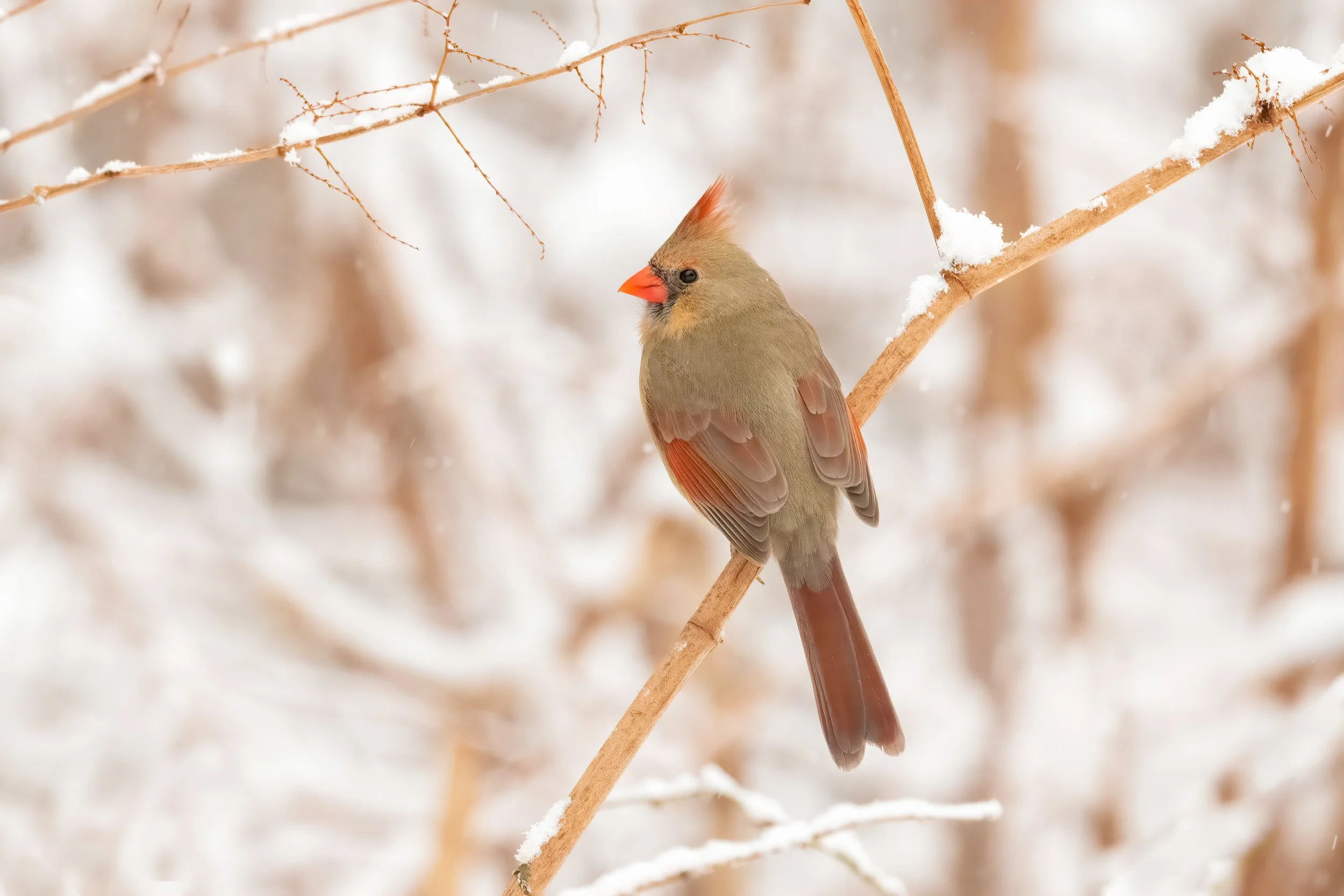 Female Cardinal