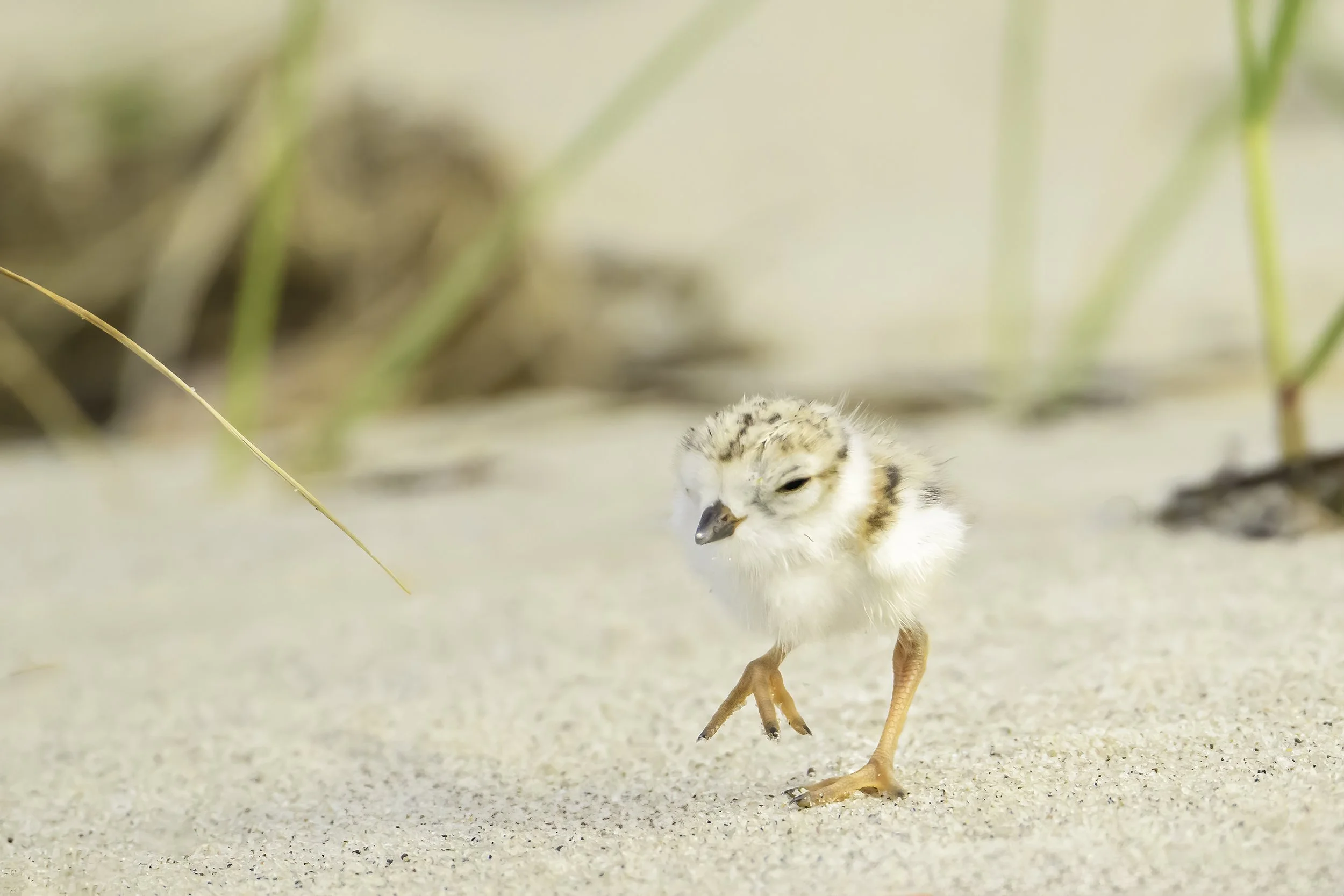 2026 - HOT Sand!