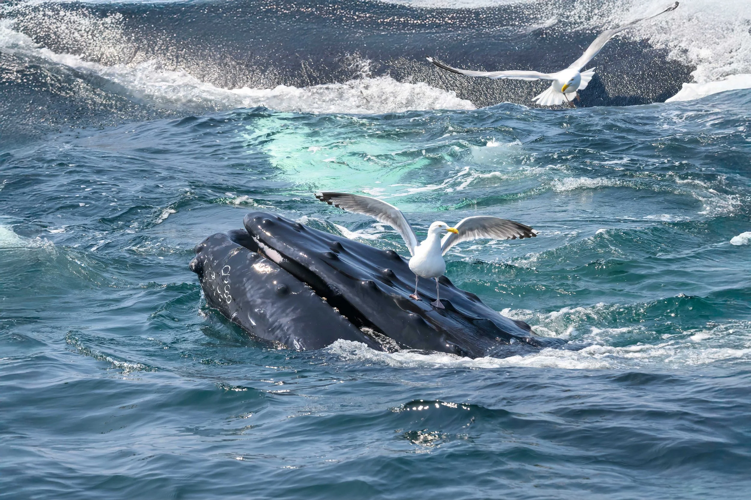 NZ9_3623-Edit copy.jpg