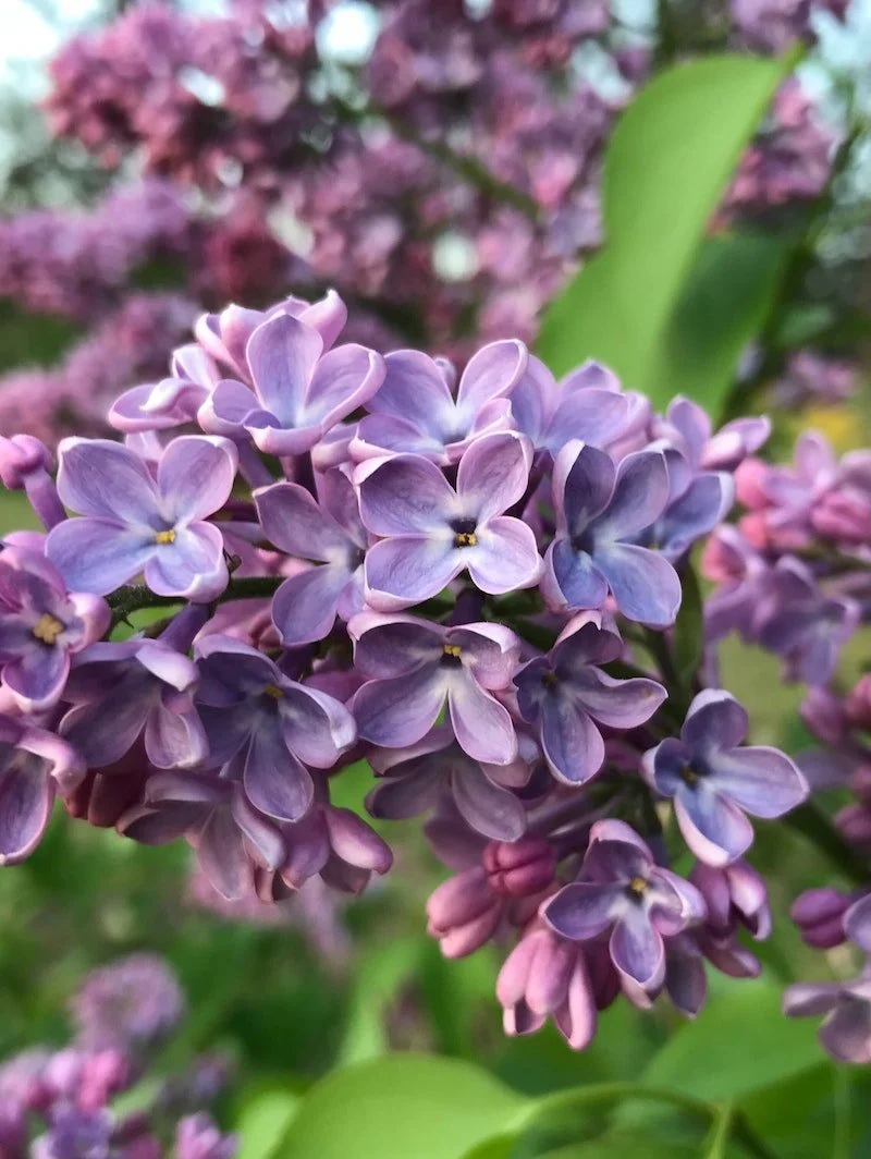 The Secret Ingredient to Elevate Your Spring Recipes Lilacs! — Edible