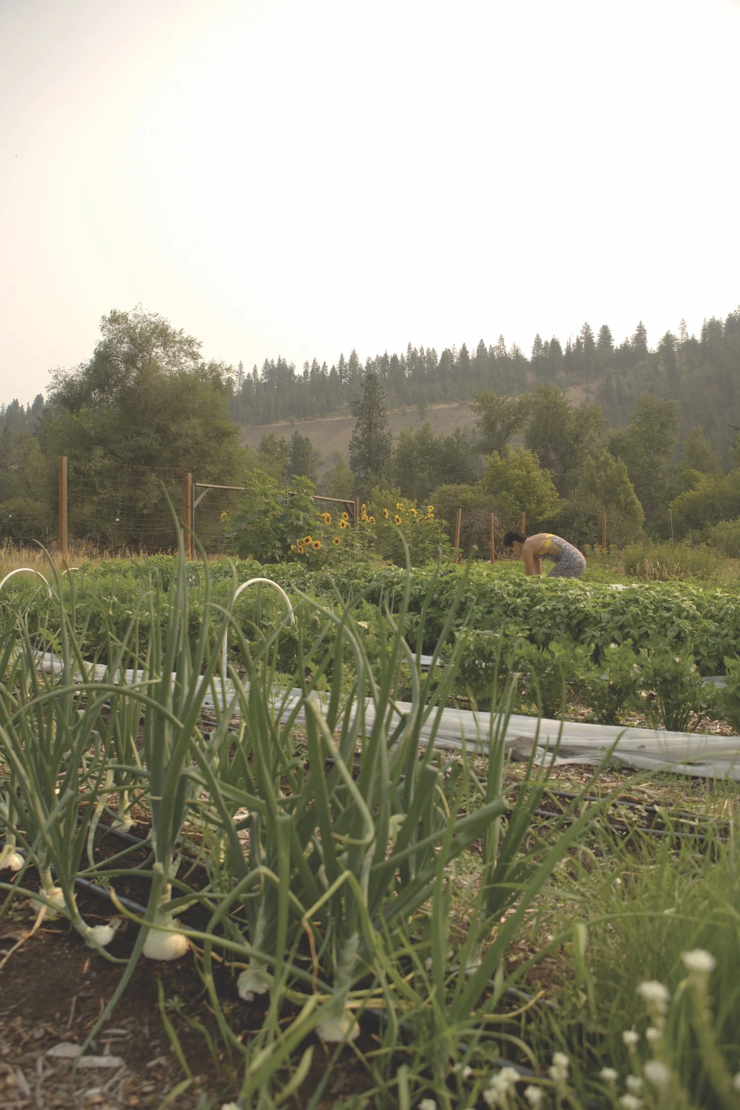 Spokane Community Garden Alliance Volunteers