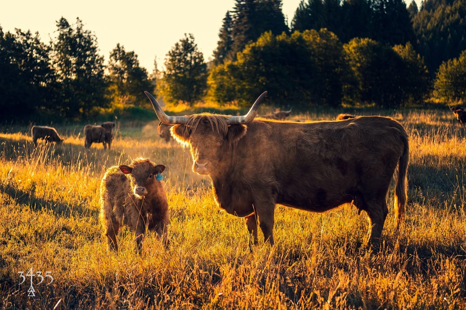 Browning Beef — Edible Inland Northwest