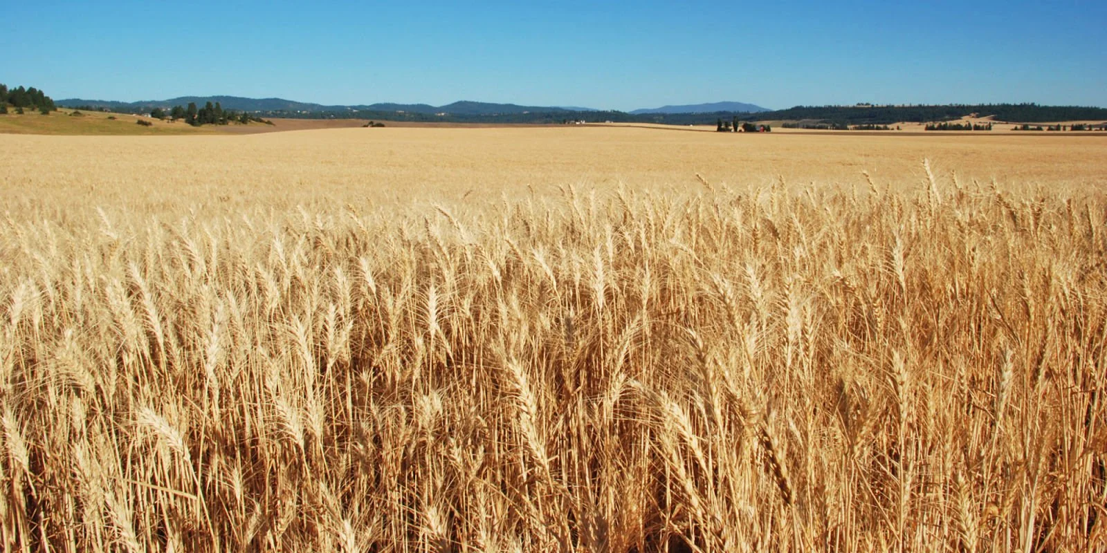 Palouse Wheat