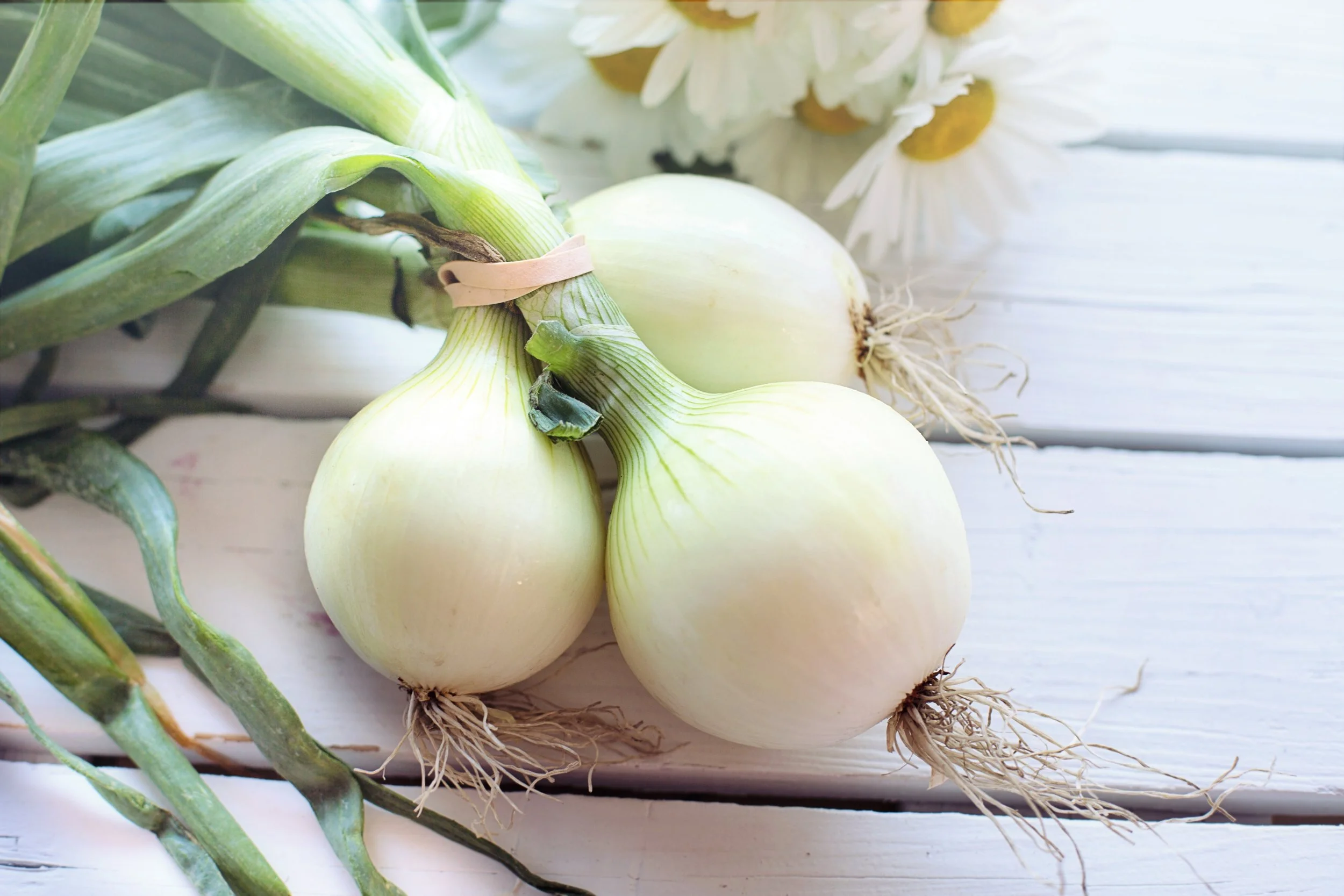 15 COMMON HUMAN FOODS THAT CAN BE TOXIC TO CATS