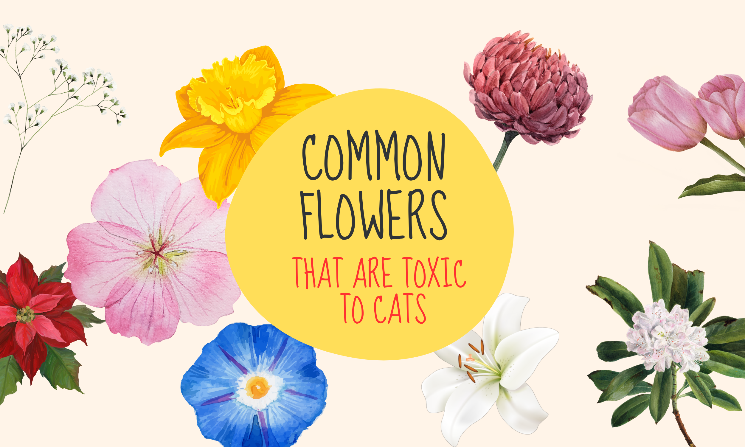 20 common flowers that are toxic to cats
