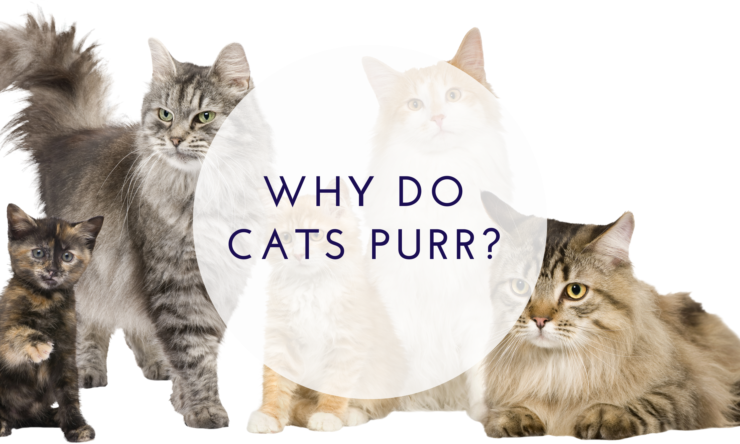 Why do cats purr?