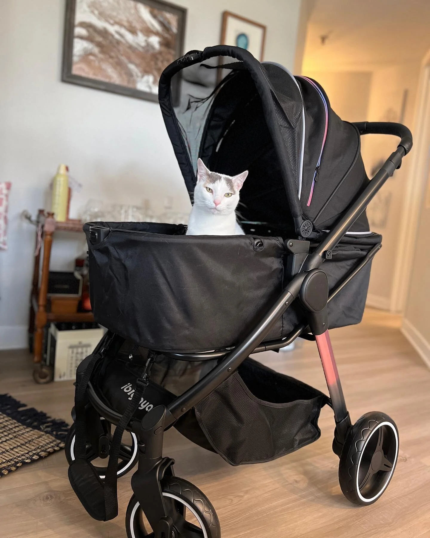 This is the greatest day of my entire life. #natillathecat #catstroller #adventurecat