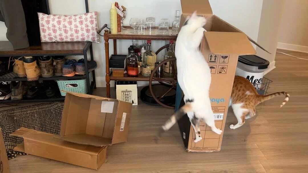 A set of cursed images from our latest YouTube video, in which we built an utterly hideous and absolutely delightful cat castle out of cardboard boxes, duct tape, and spite #catsofinstagram #catenrichment #catlife