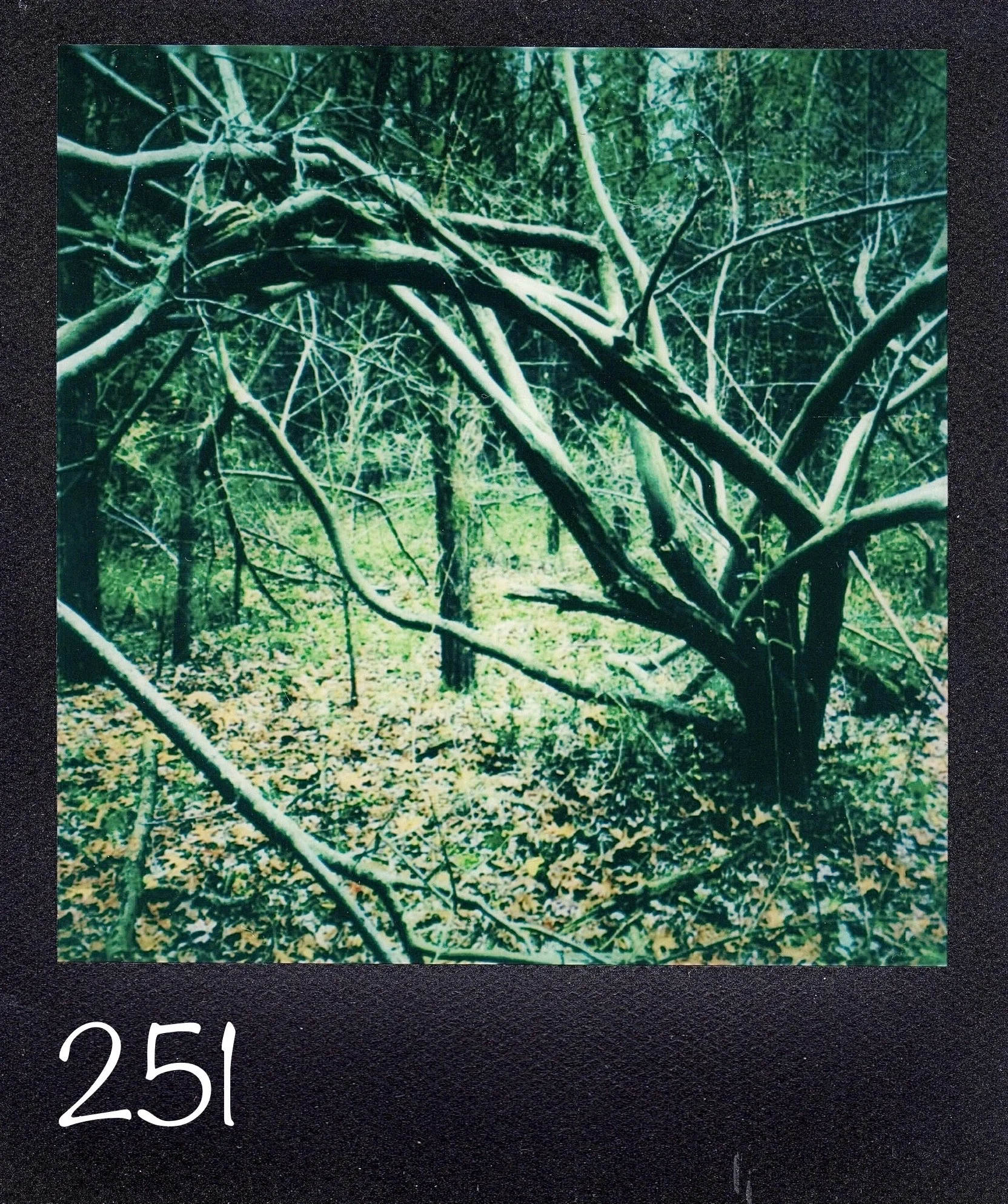 251.jpg