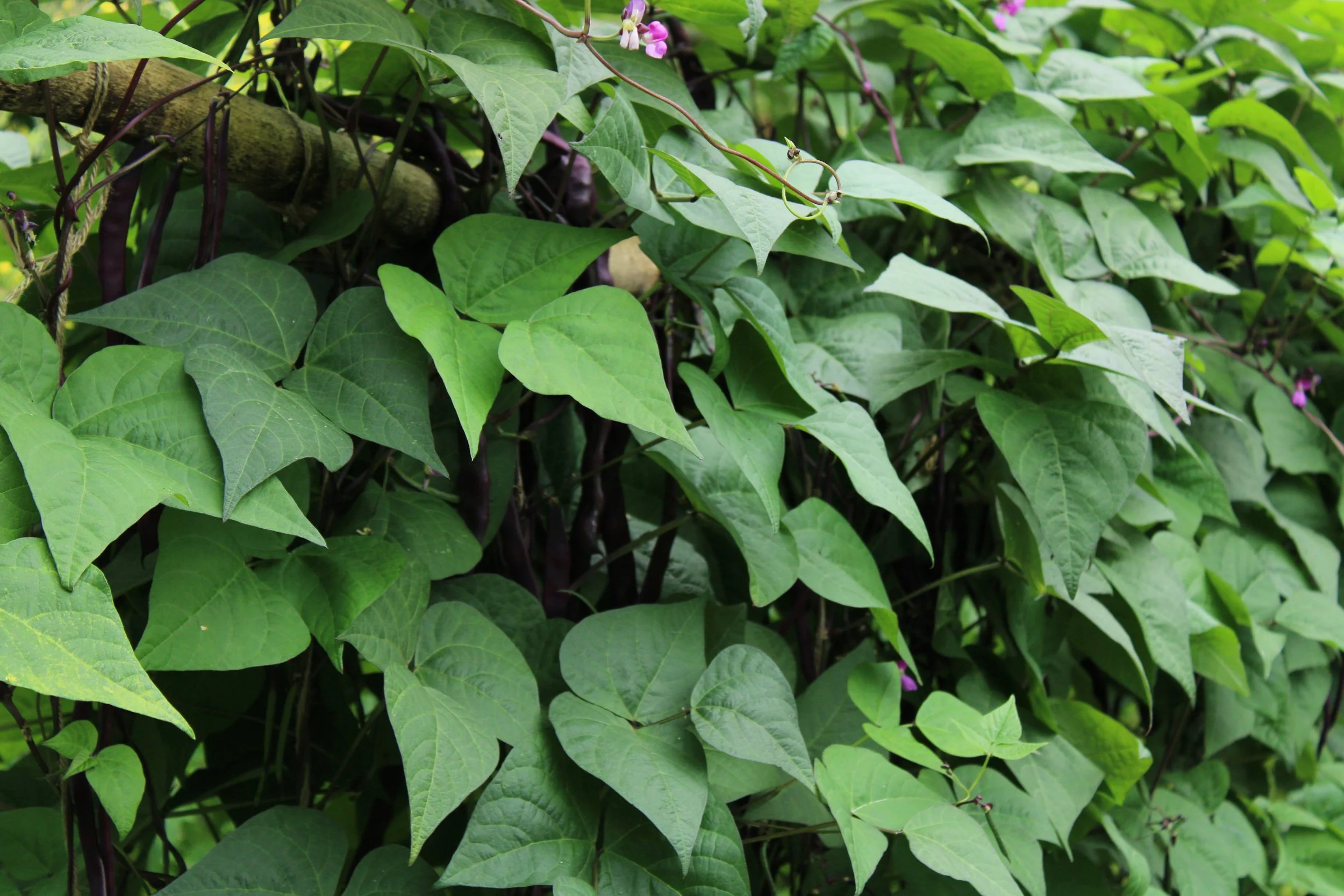 Triunfo Violetto Purple Romano Pole Bean 2.jpg