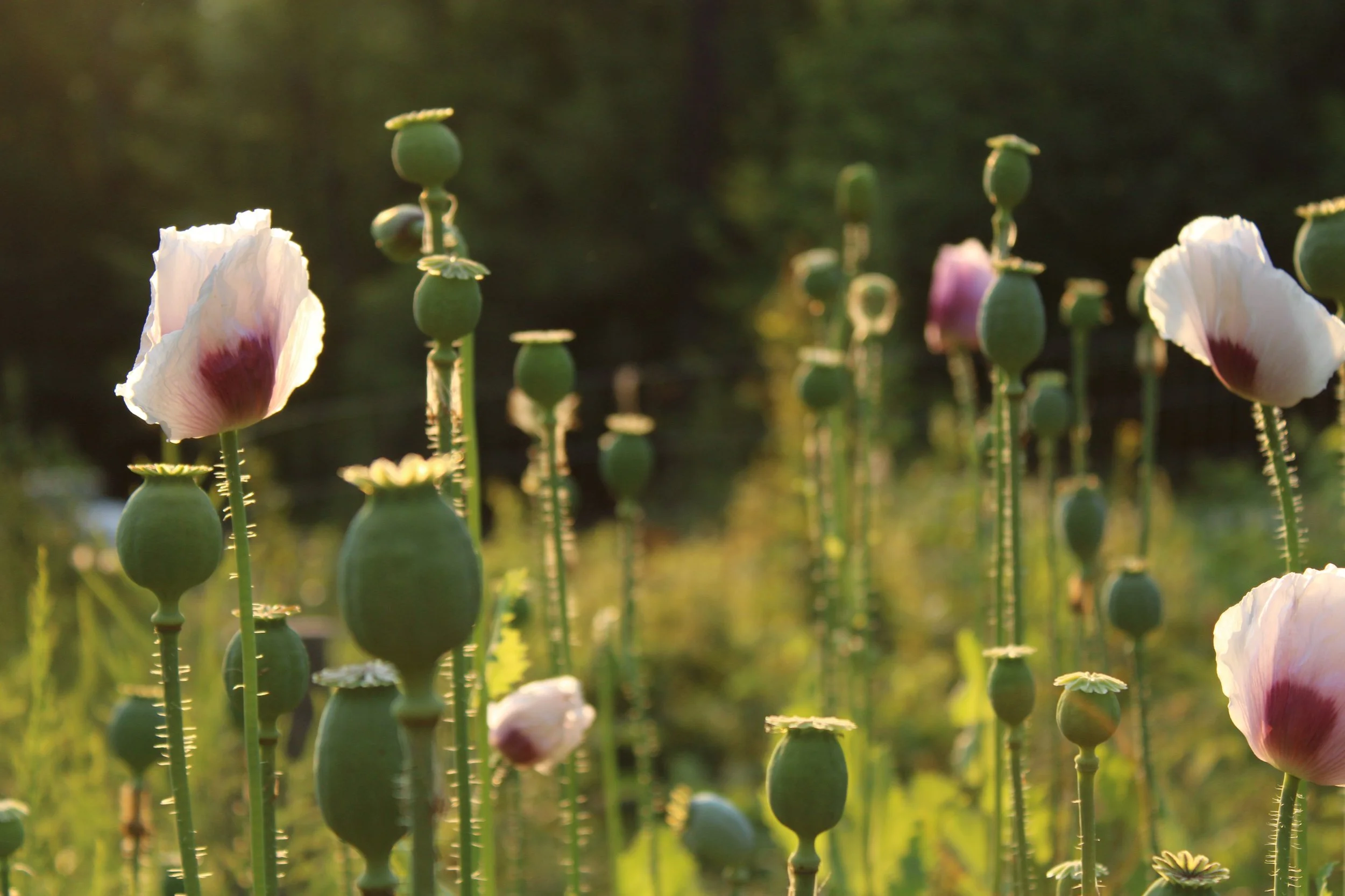 Elka Hungarian Breadseed Poppy.jpg
