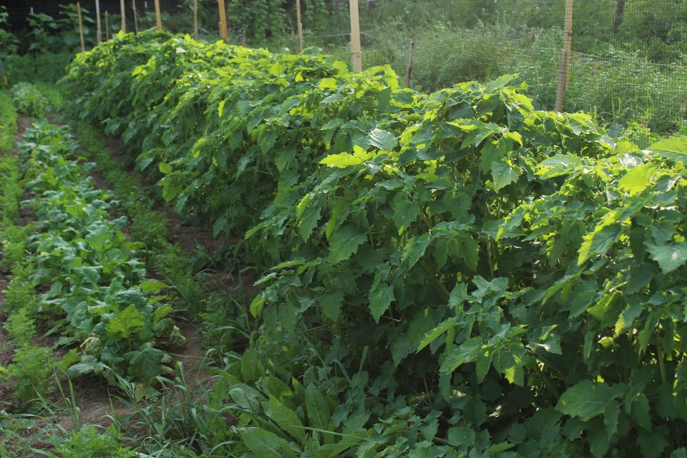 "Cossack Pineapple" Husk/Ground Cherry  Bhoomi Devi Seeds