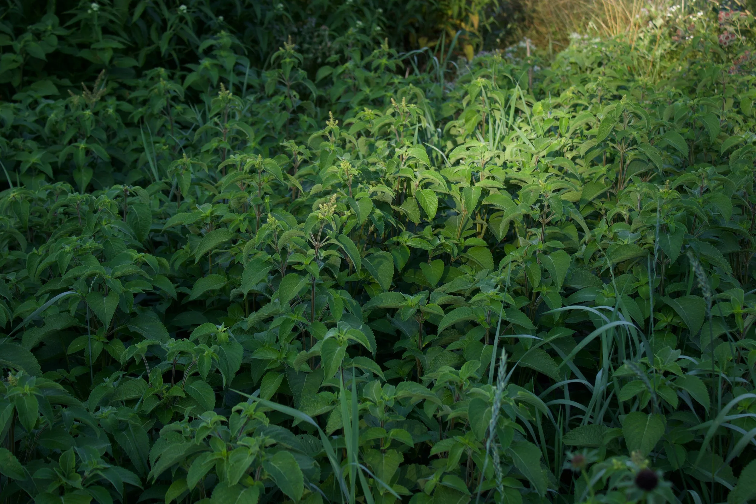 vana tulsi holy basil.jpeg
