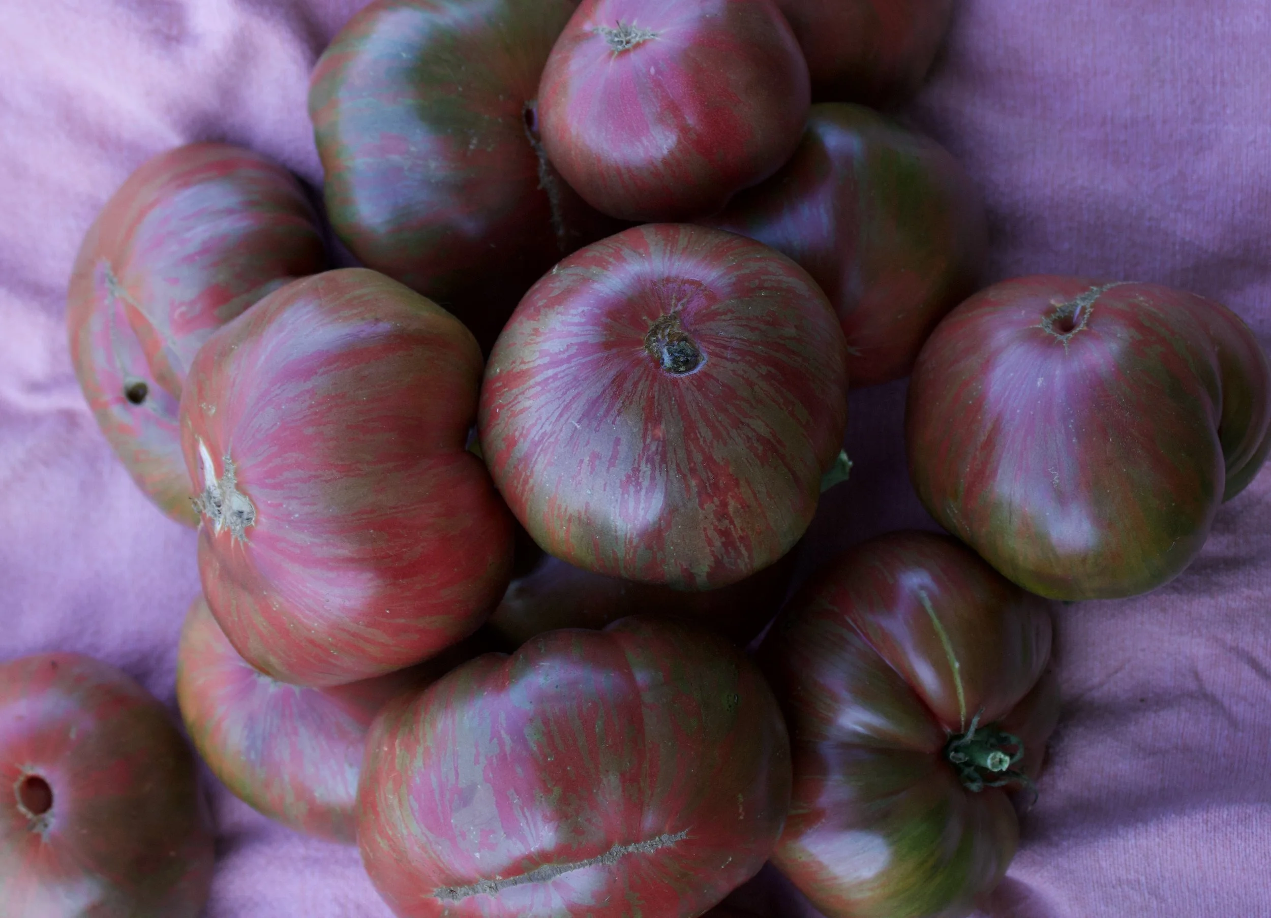 Berkeley Tie-Dye Tomato 2.jpeg