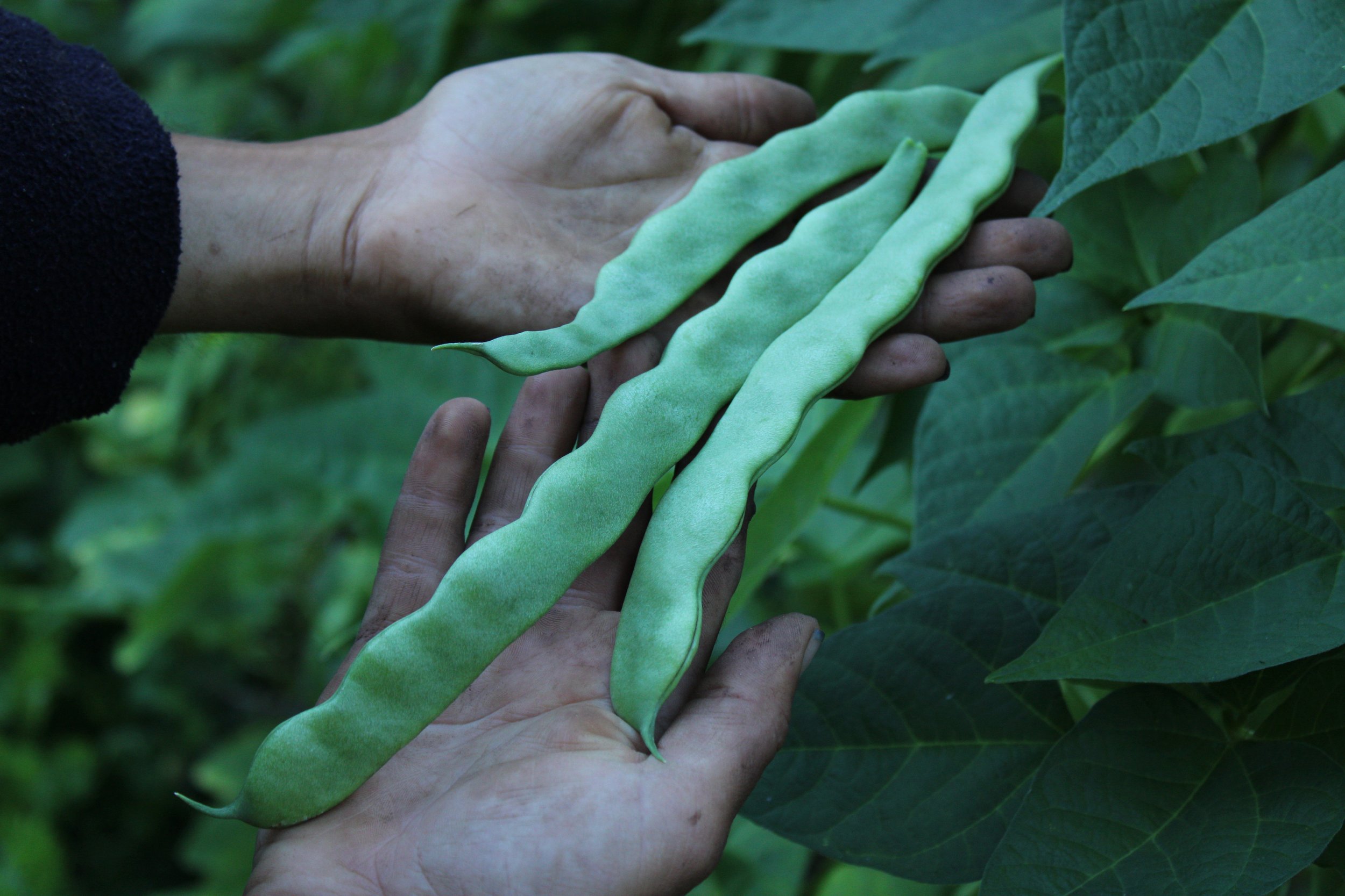 Noreaster Green Romano Pole Bean 1.jpg