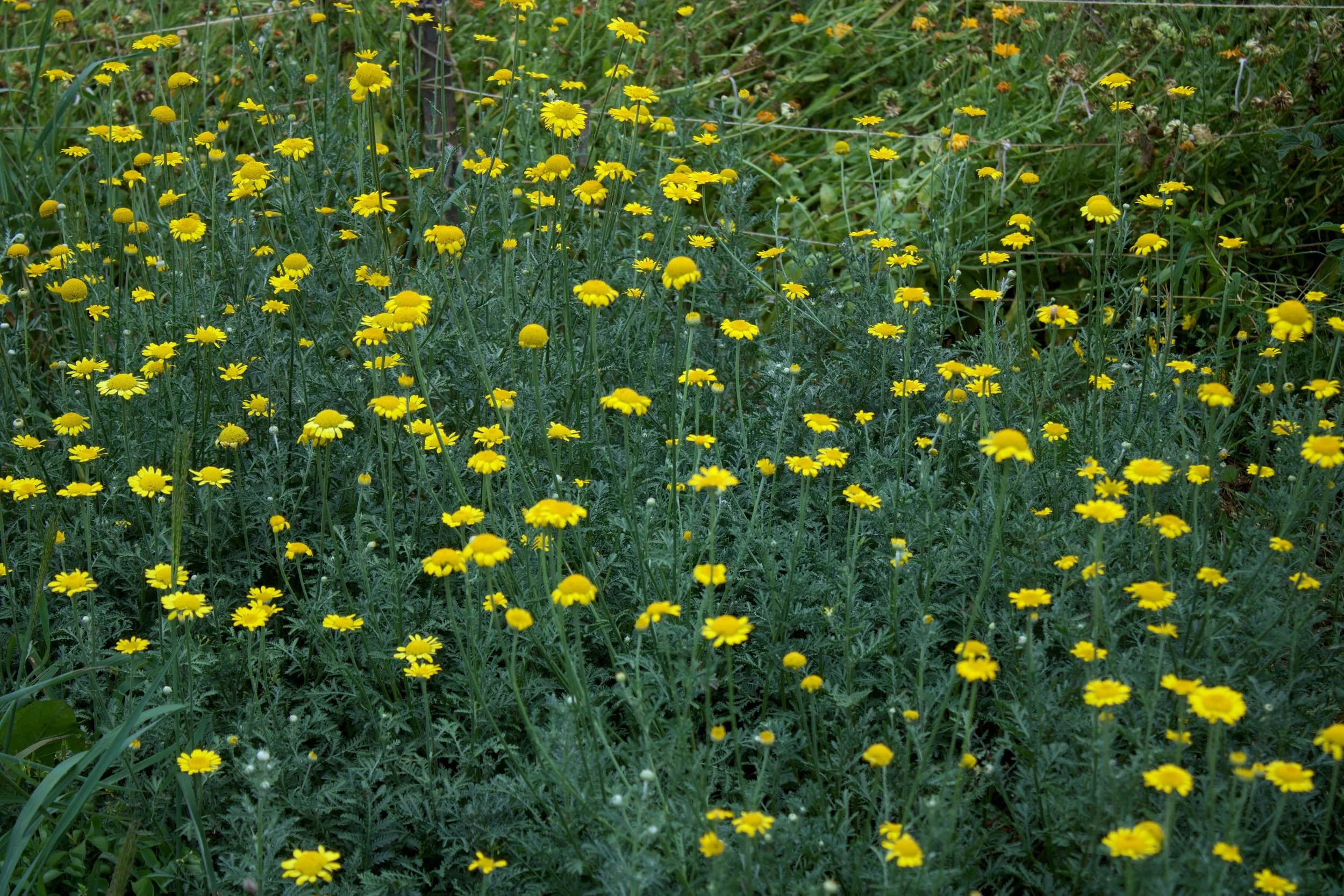 Dyer's Chamomile 1.jpeg