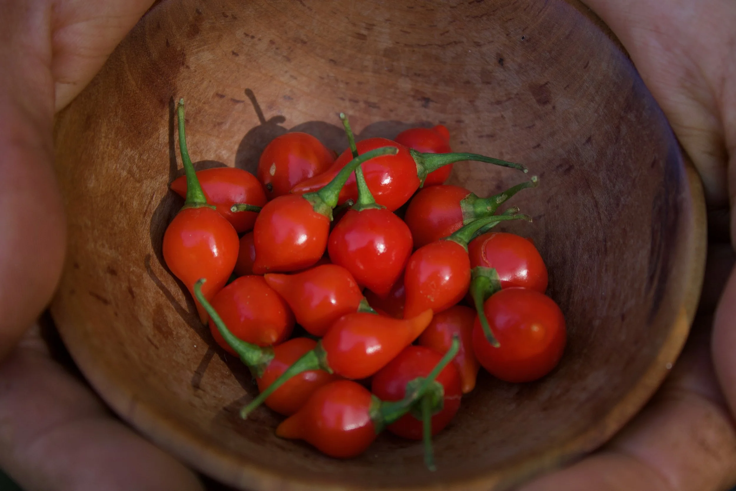 Biquinho Peppers.jpeg