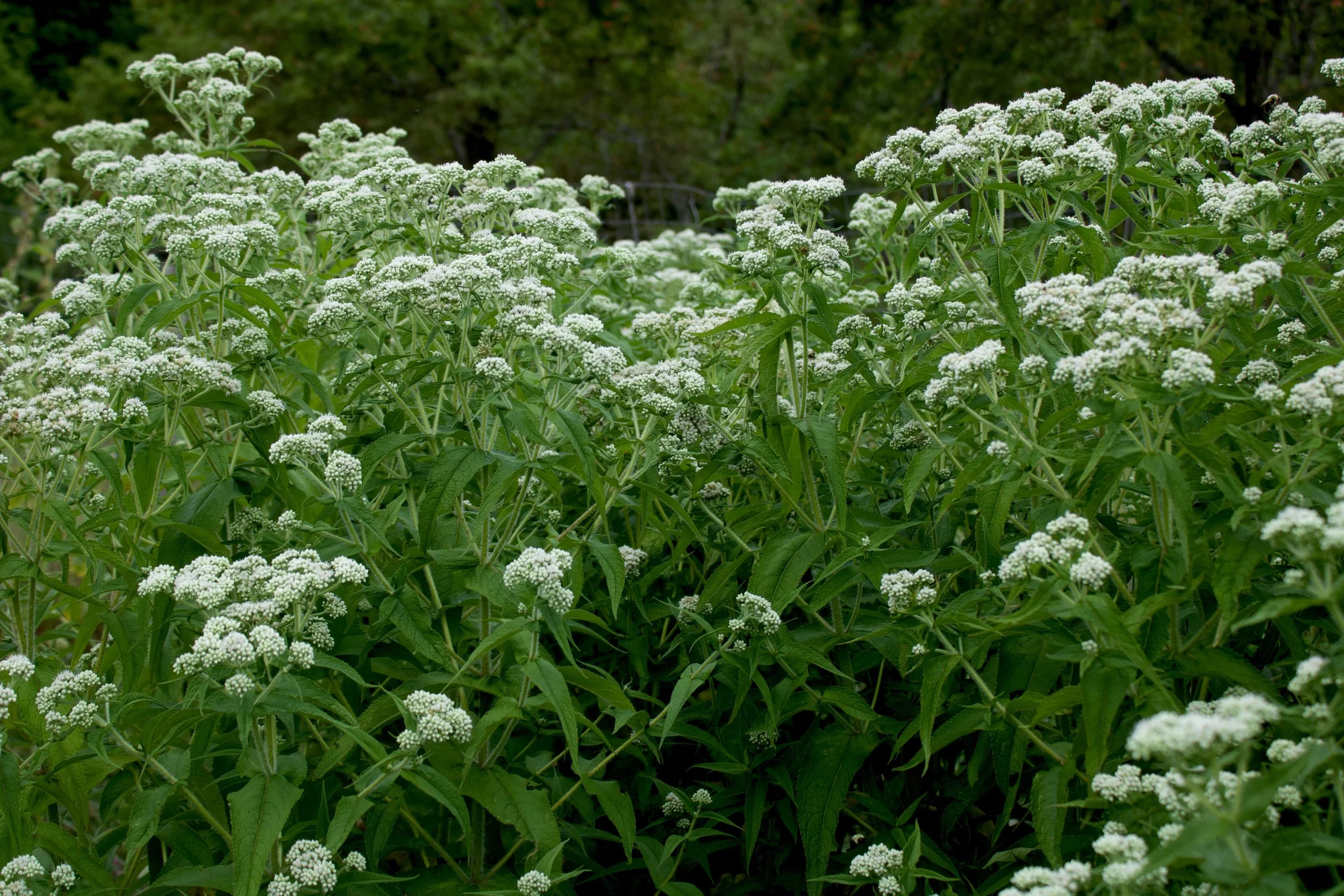 Boneset 2.jpeg