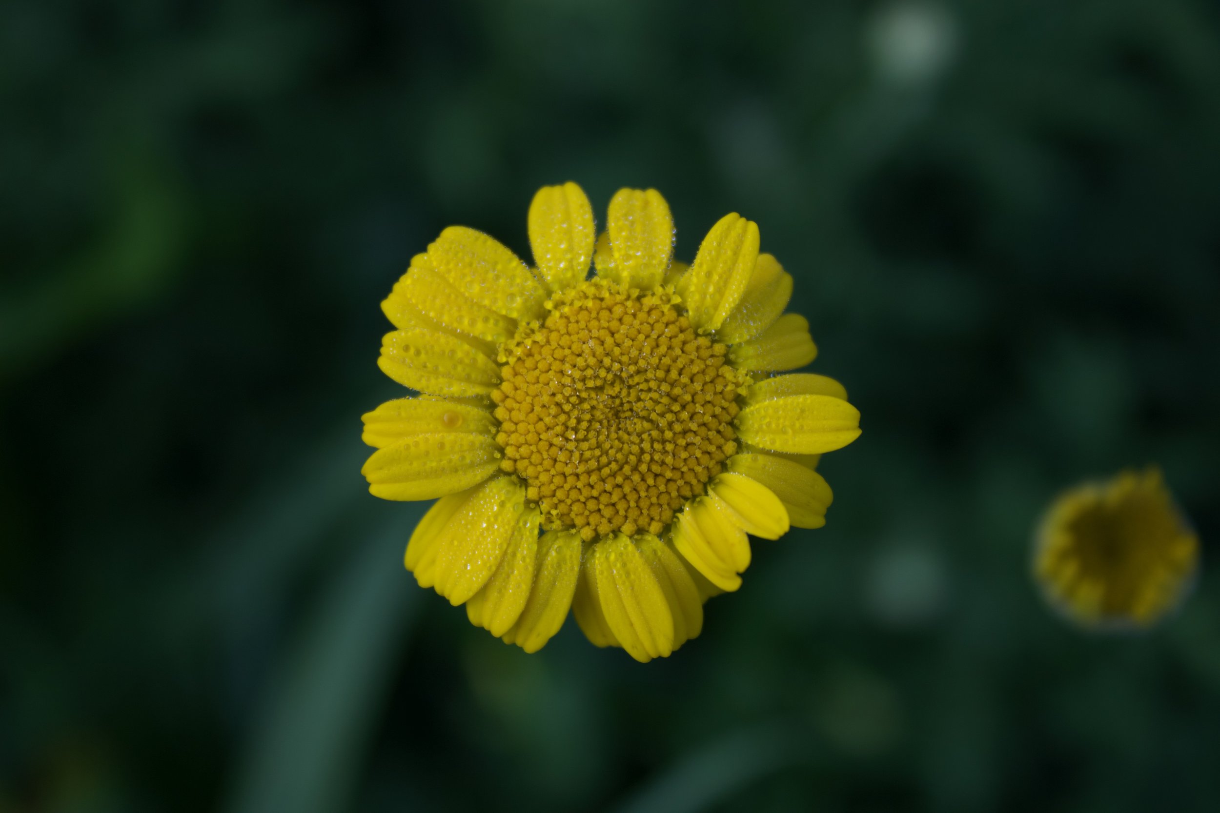 Dyer's Chamomile.jpeg